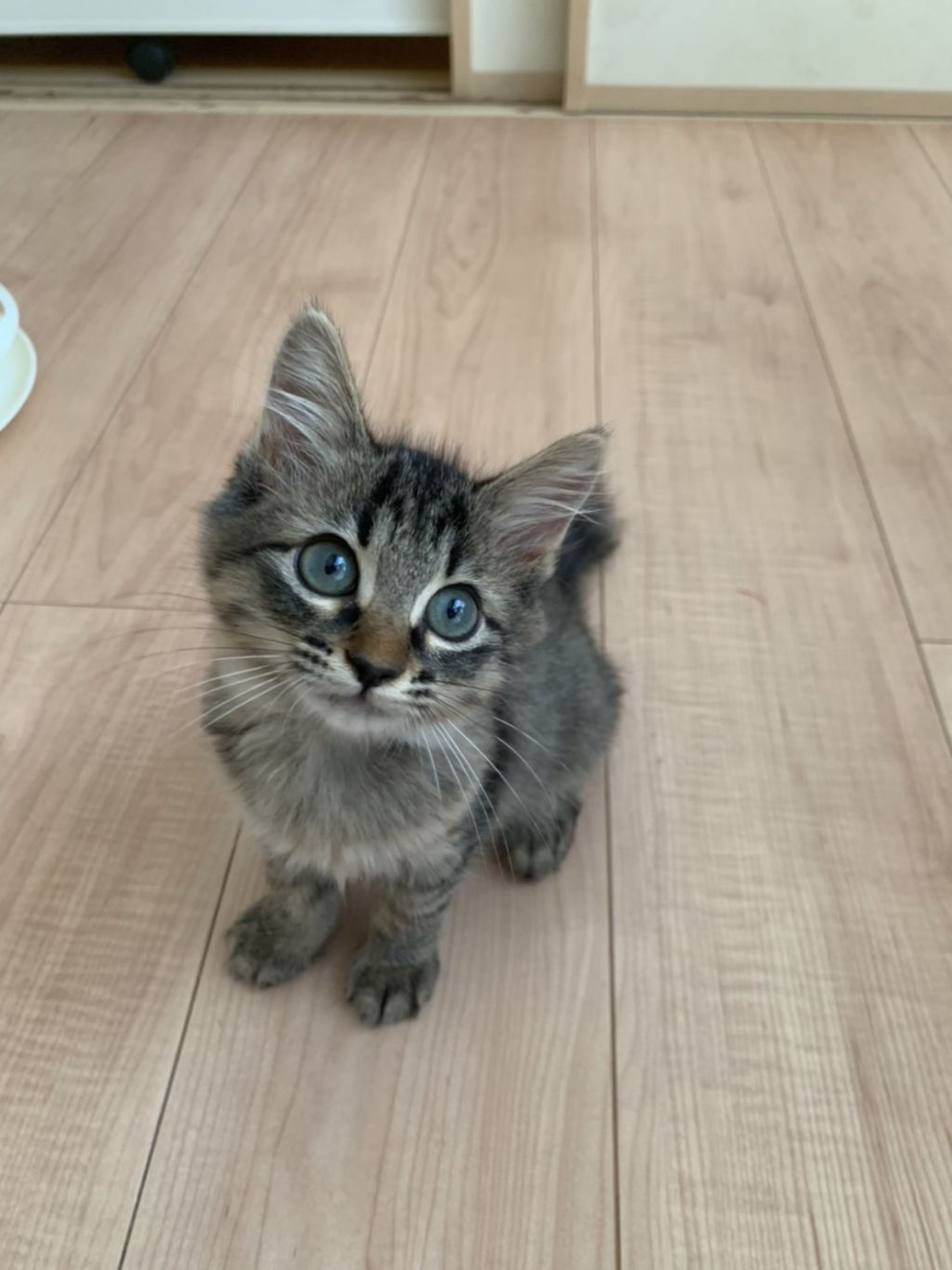 雑種（ミックス猫）・メスの里親募集の写真