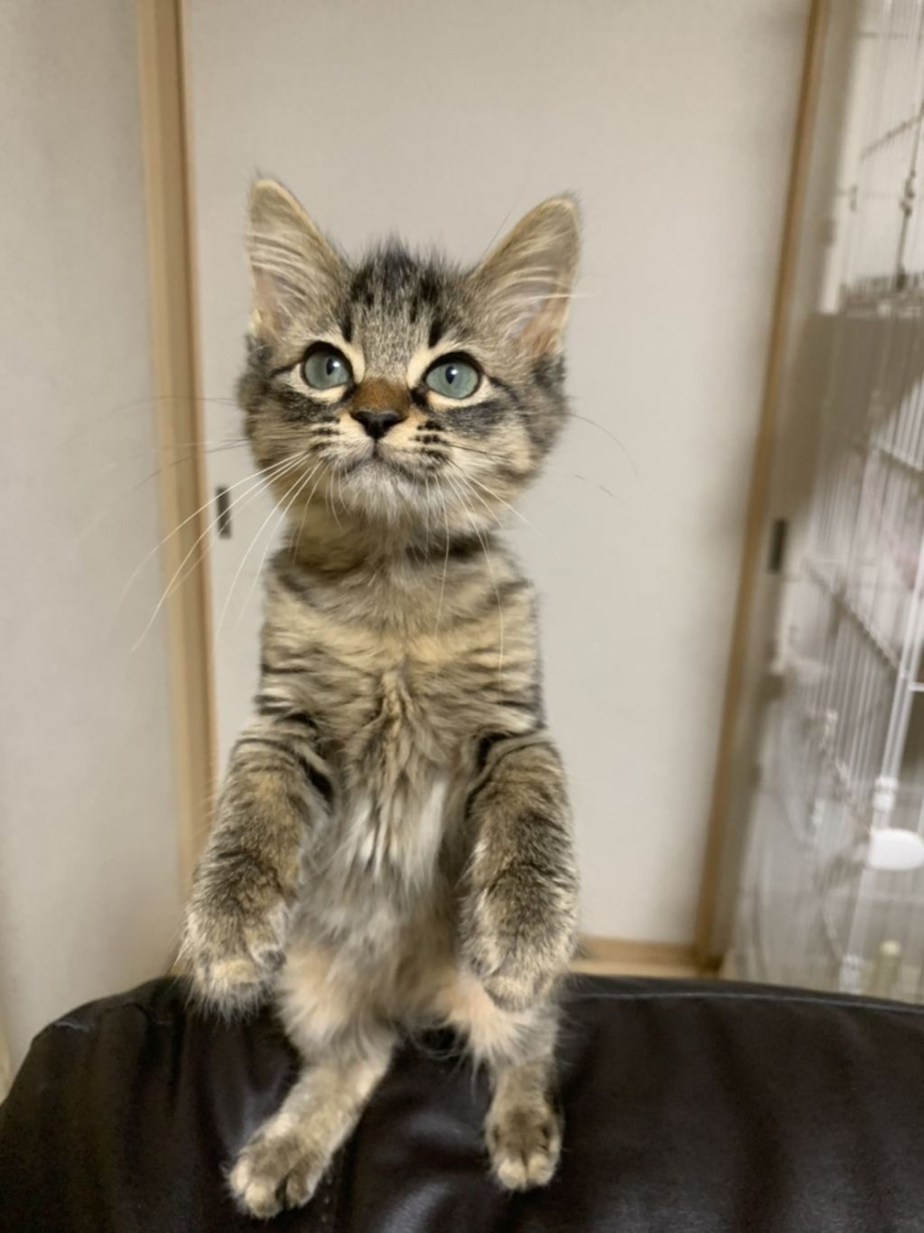 pet-image-2