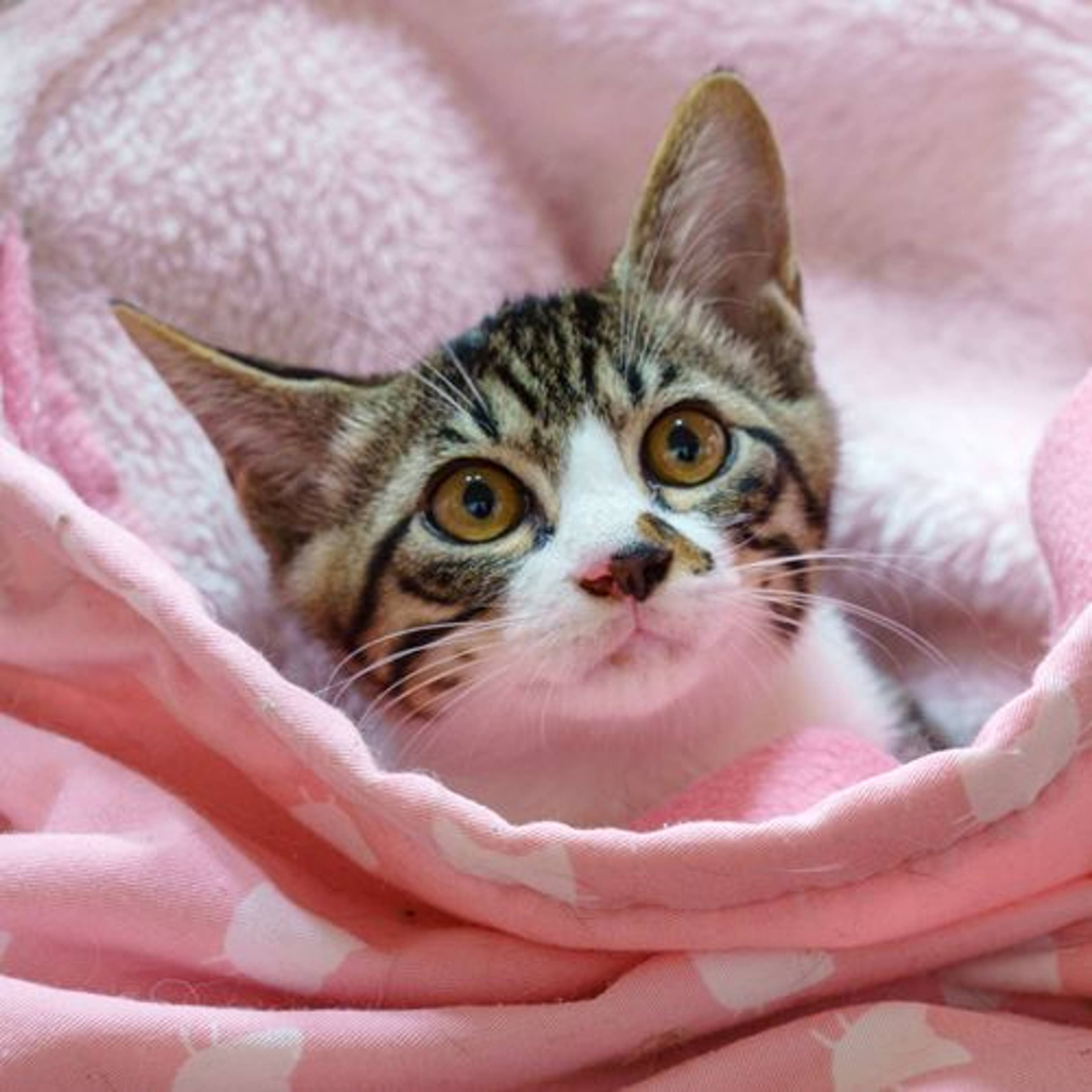 雑種（ミックス猫）・オスの里親募集の写真