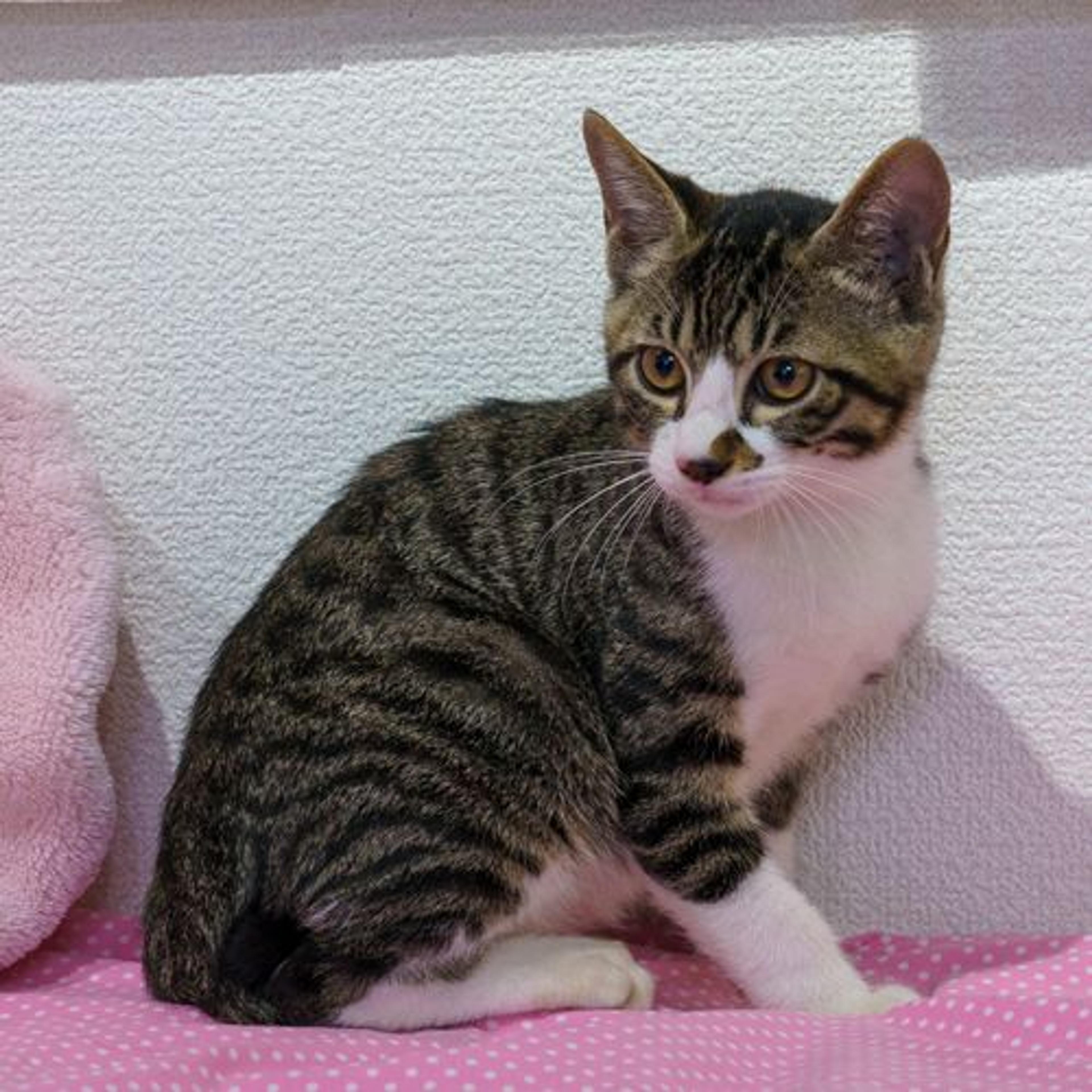 pet-image-3