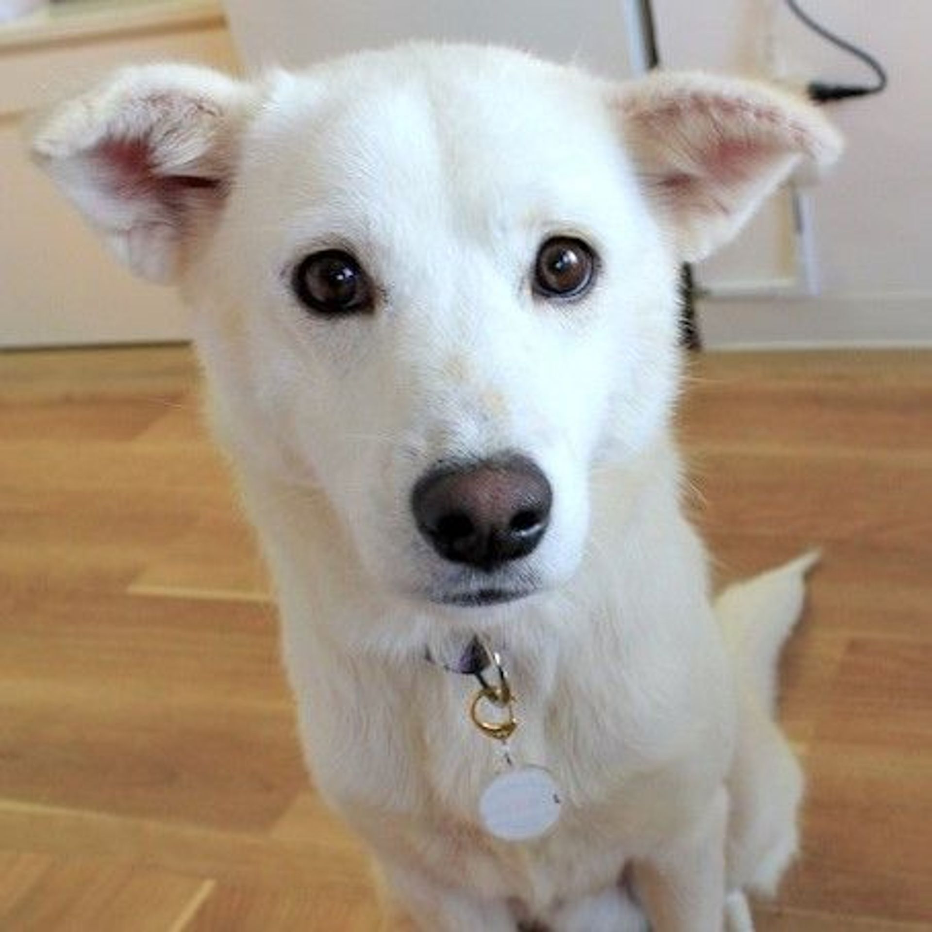 雑種（ミックス犬）・オスの里親募集の写真