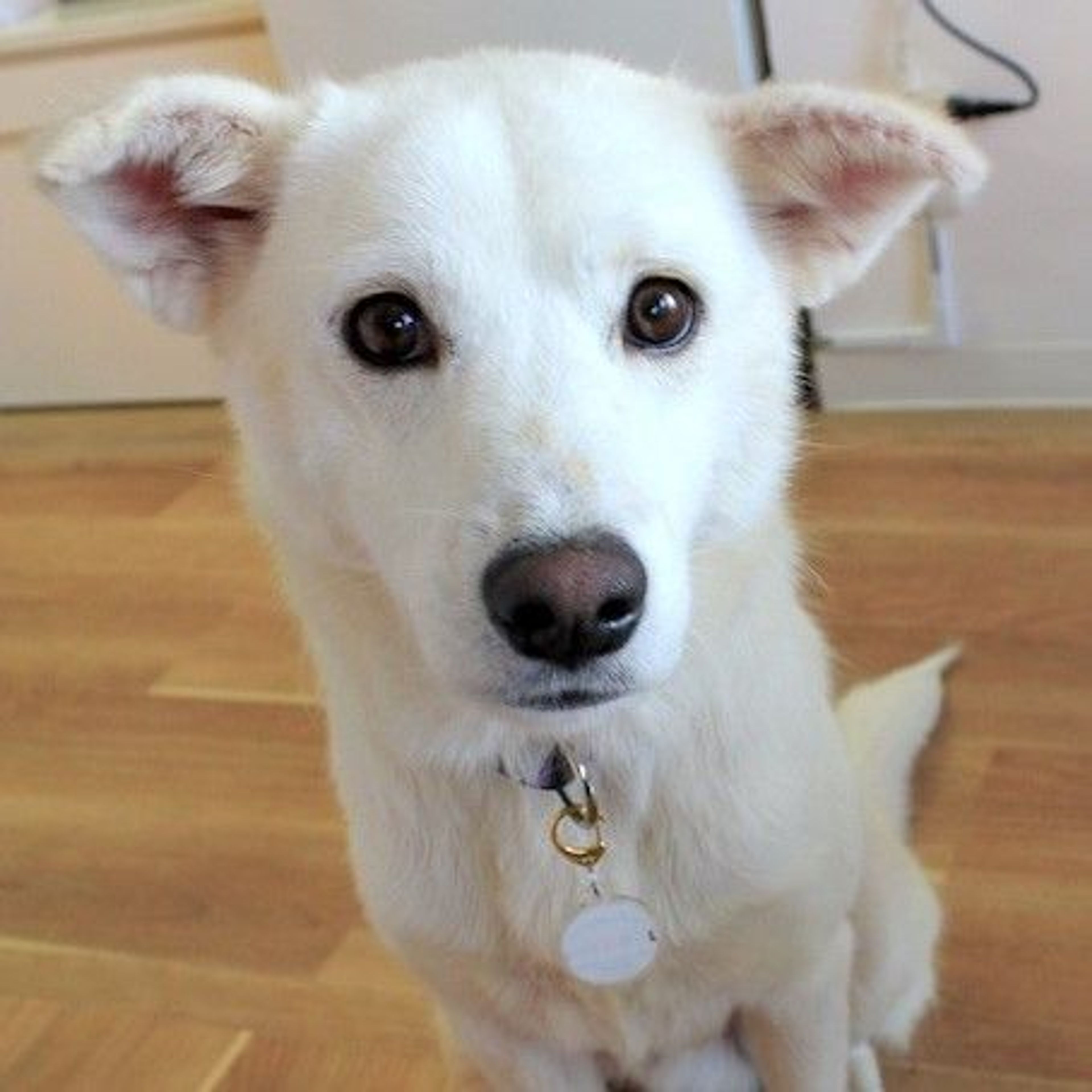 雑種（ミックス犬）・オスの里親募集の写真