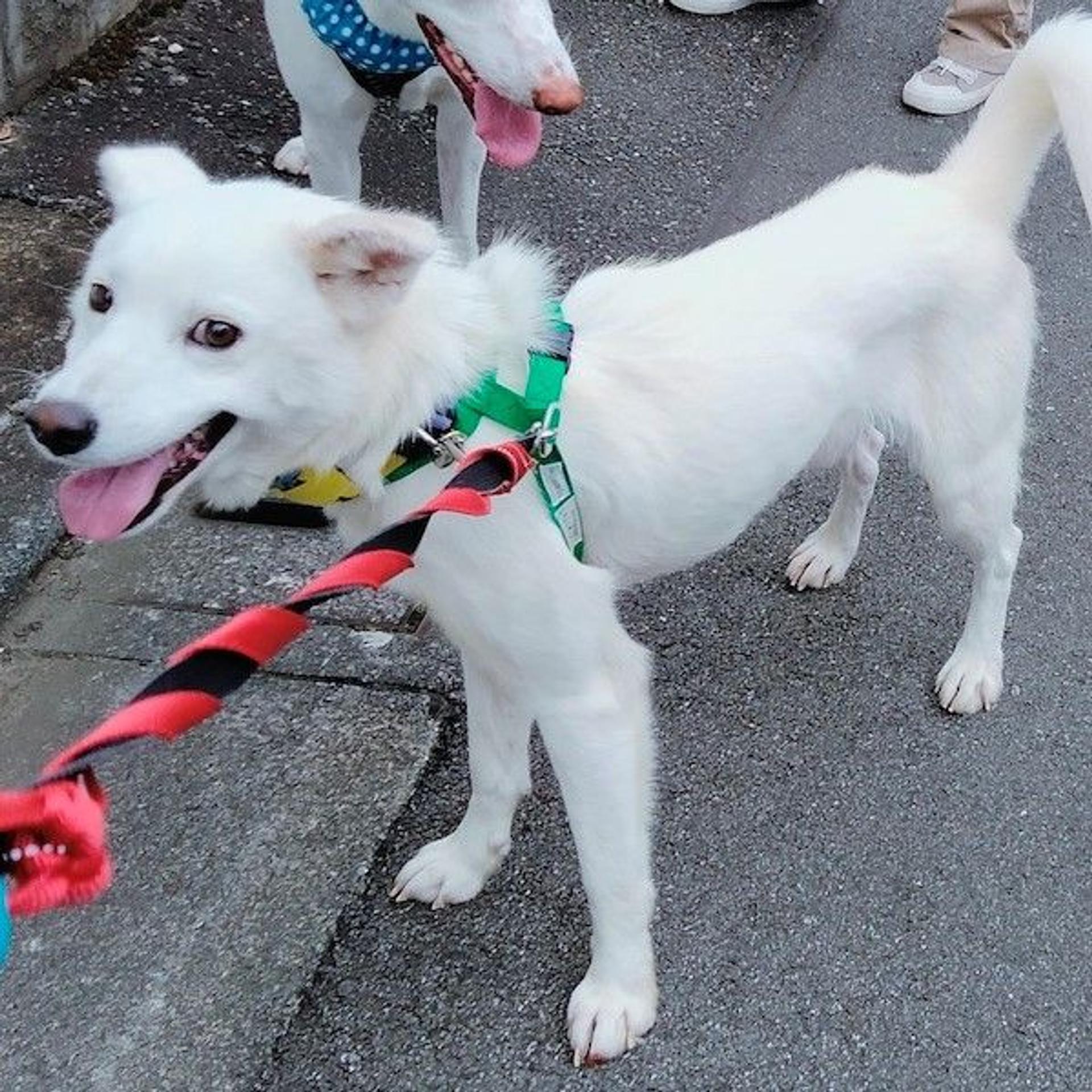 pet-image-2