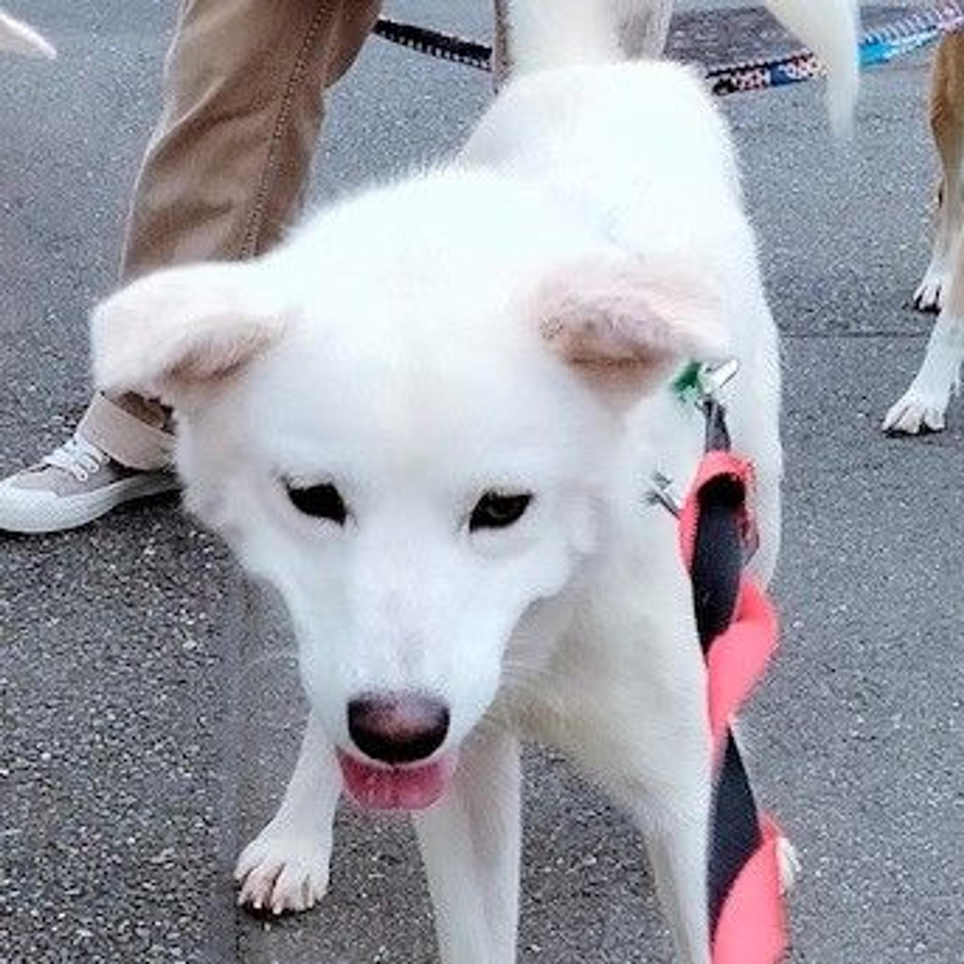 pet-image-4