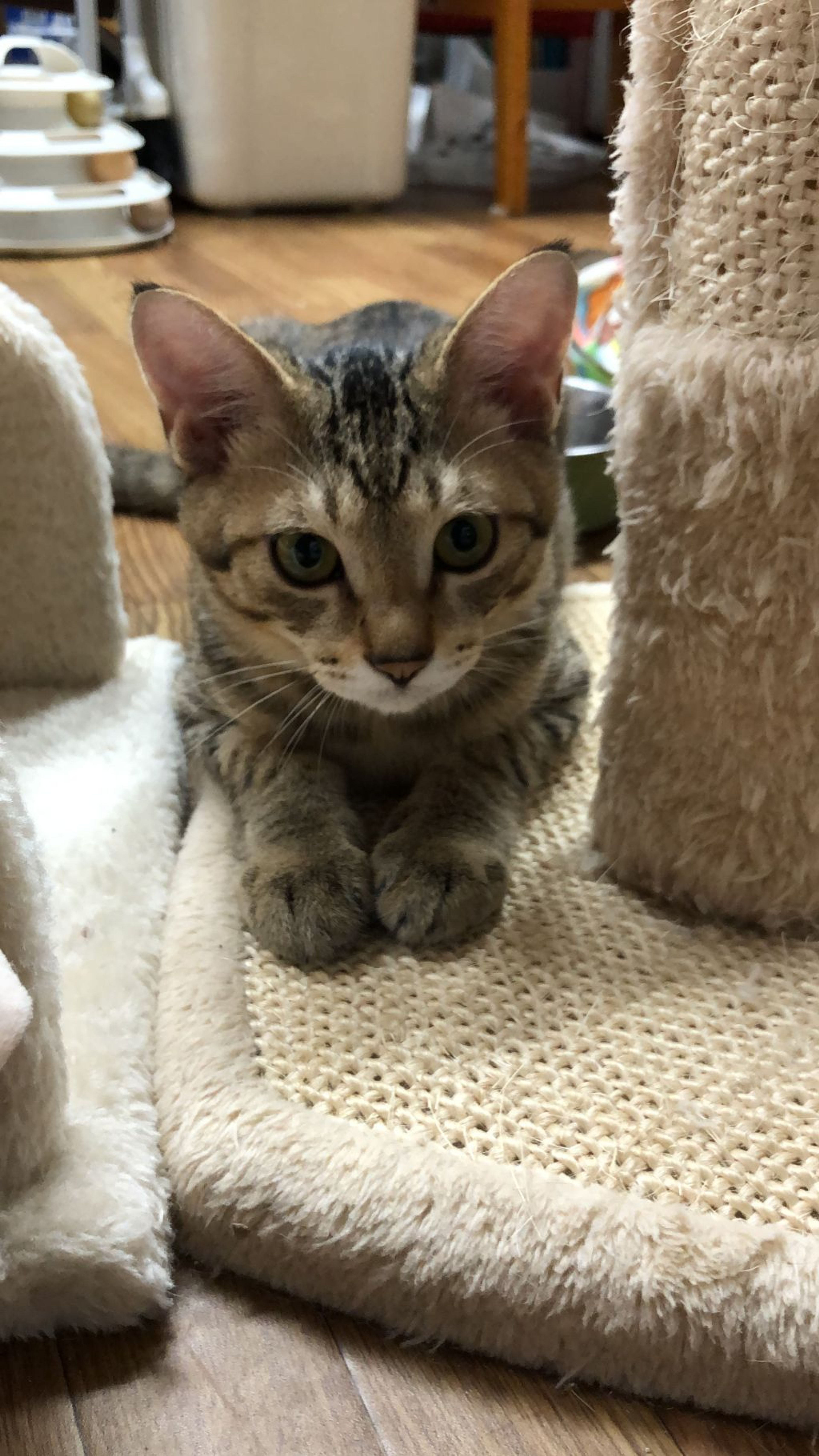 雑種（ミックス猫）・オスの里親募集の写真