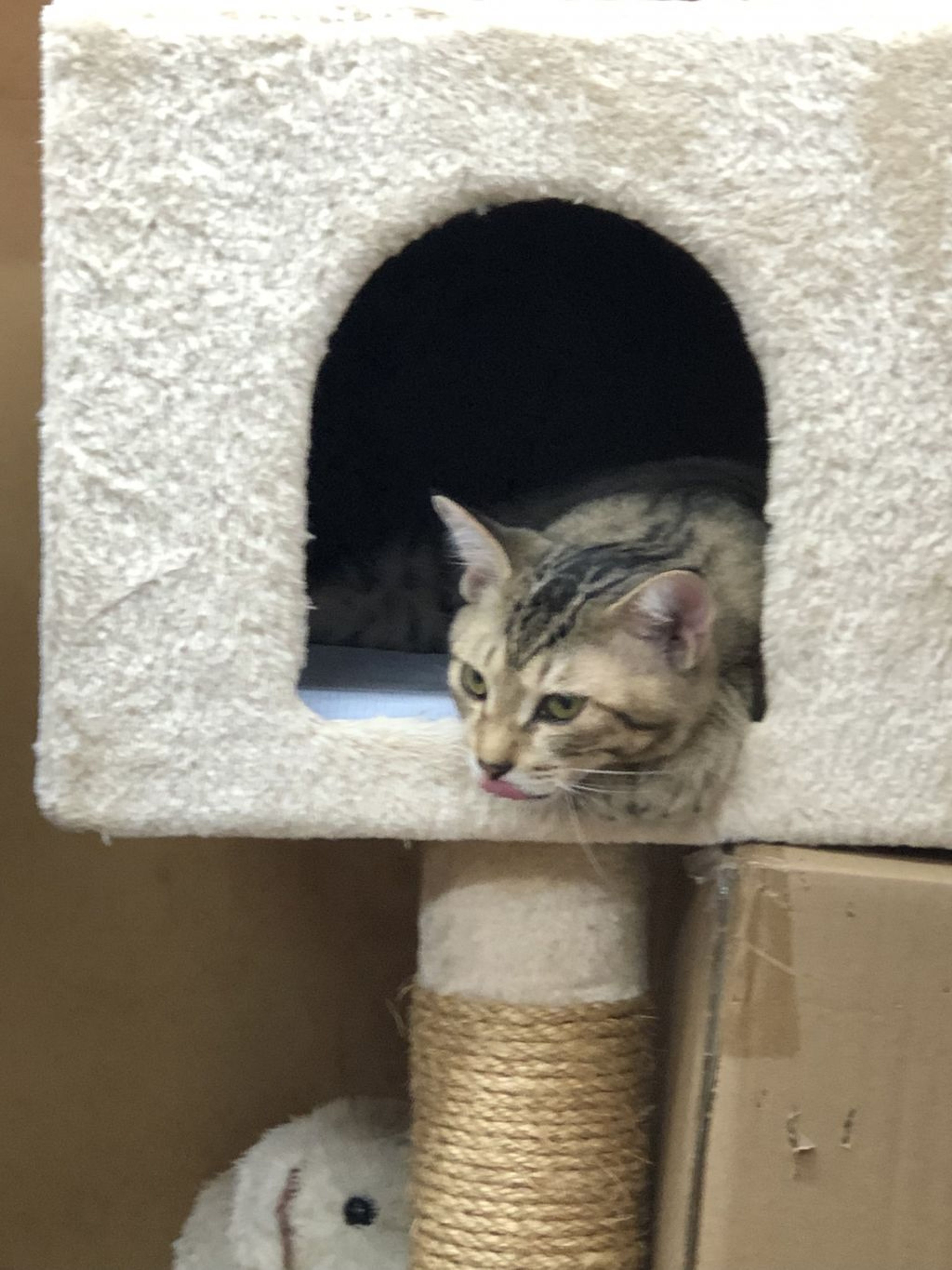 pet-image-2