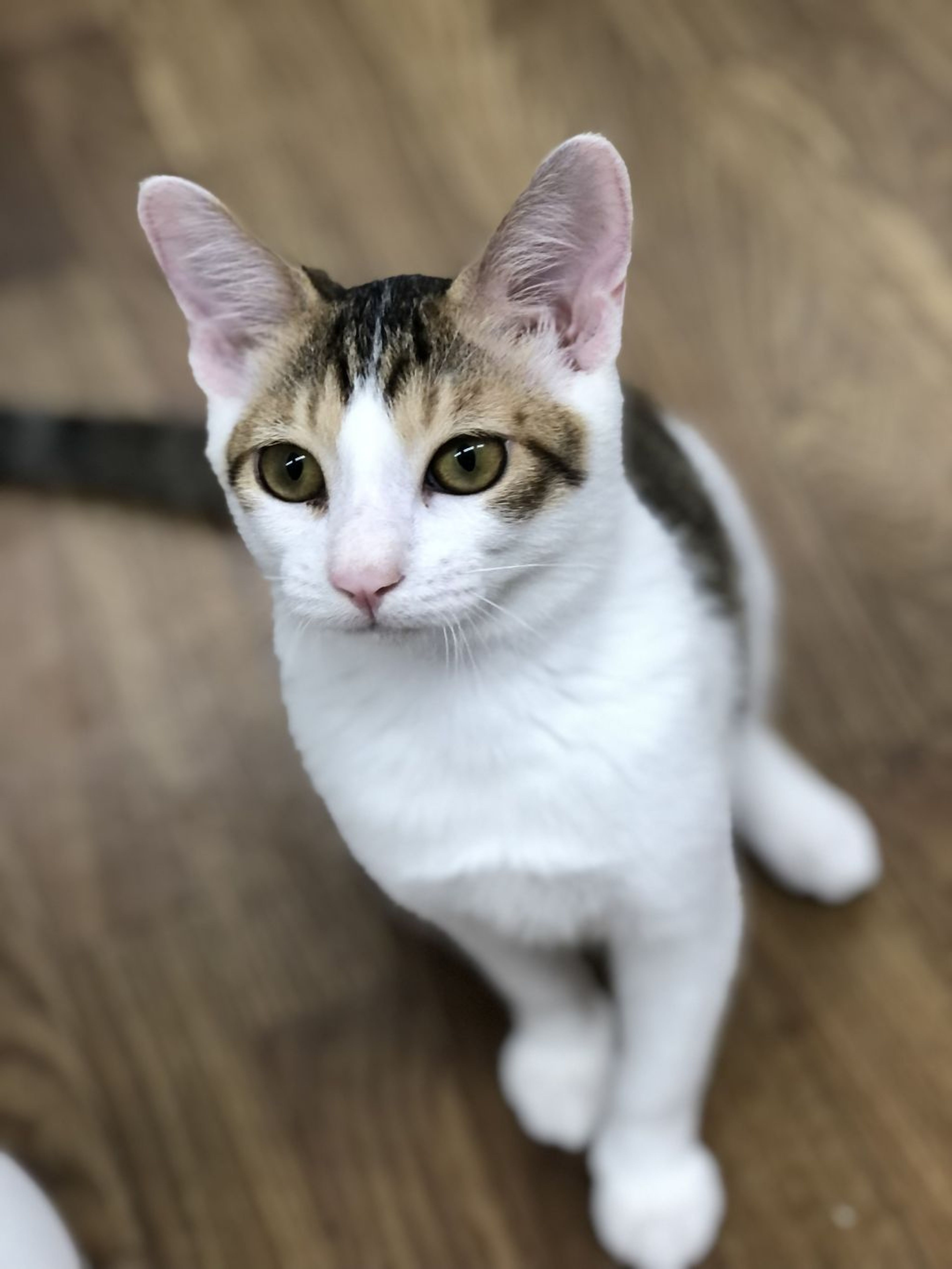 pet-image-2