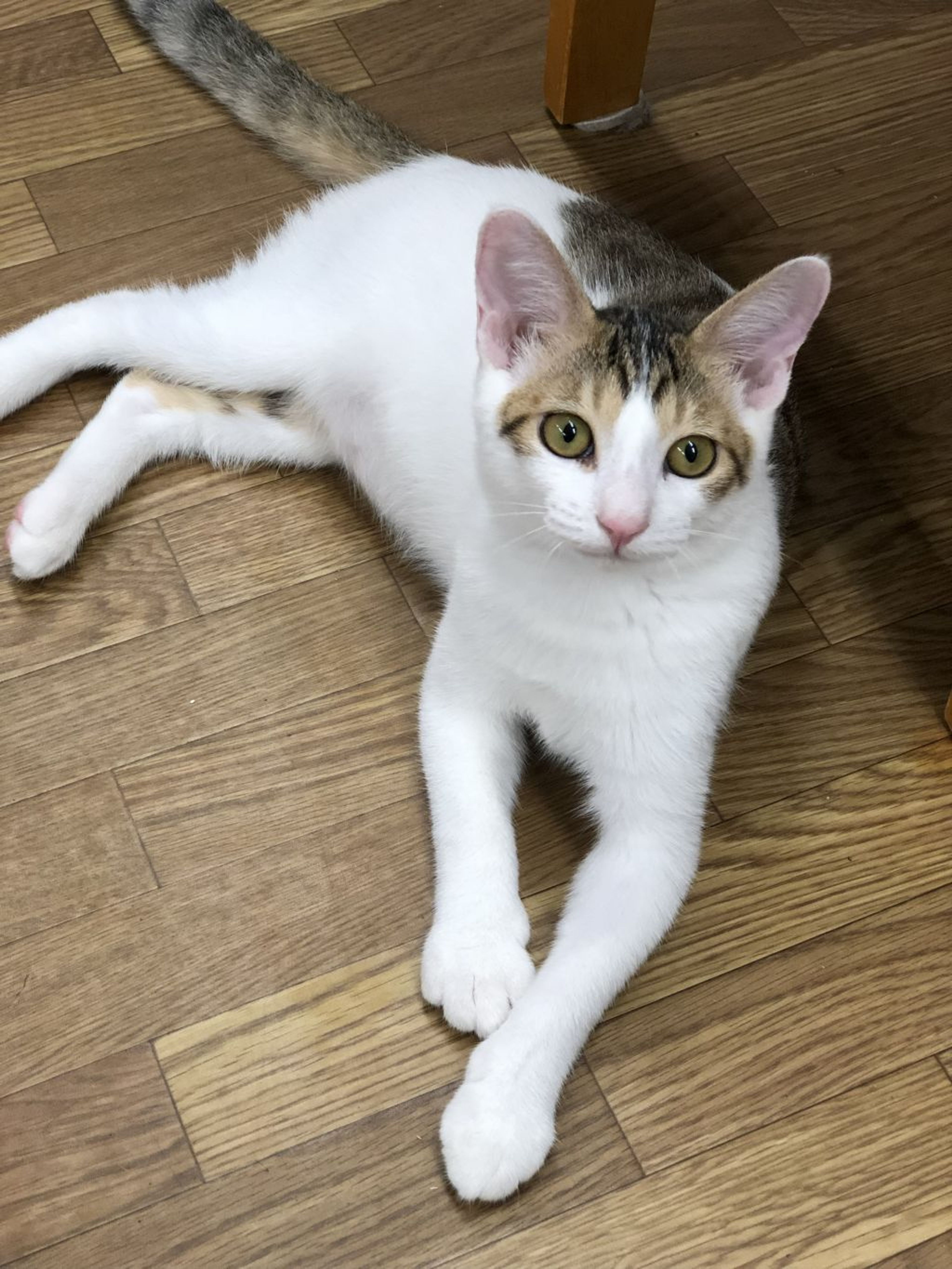 pet-image-3