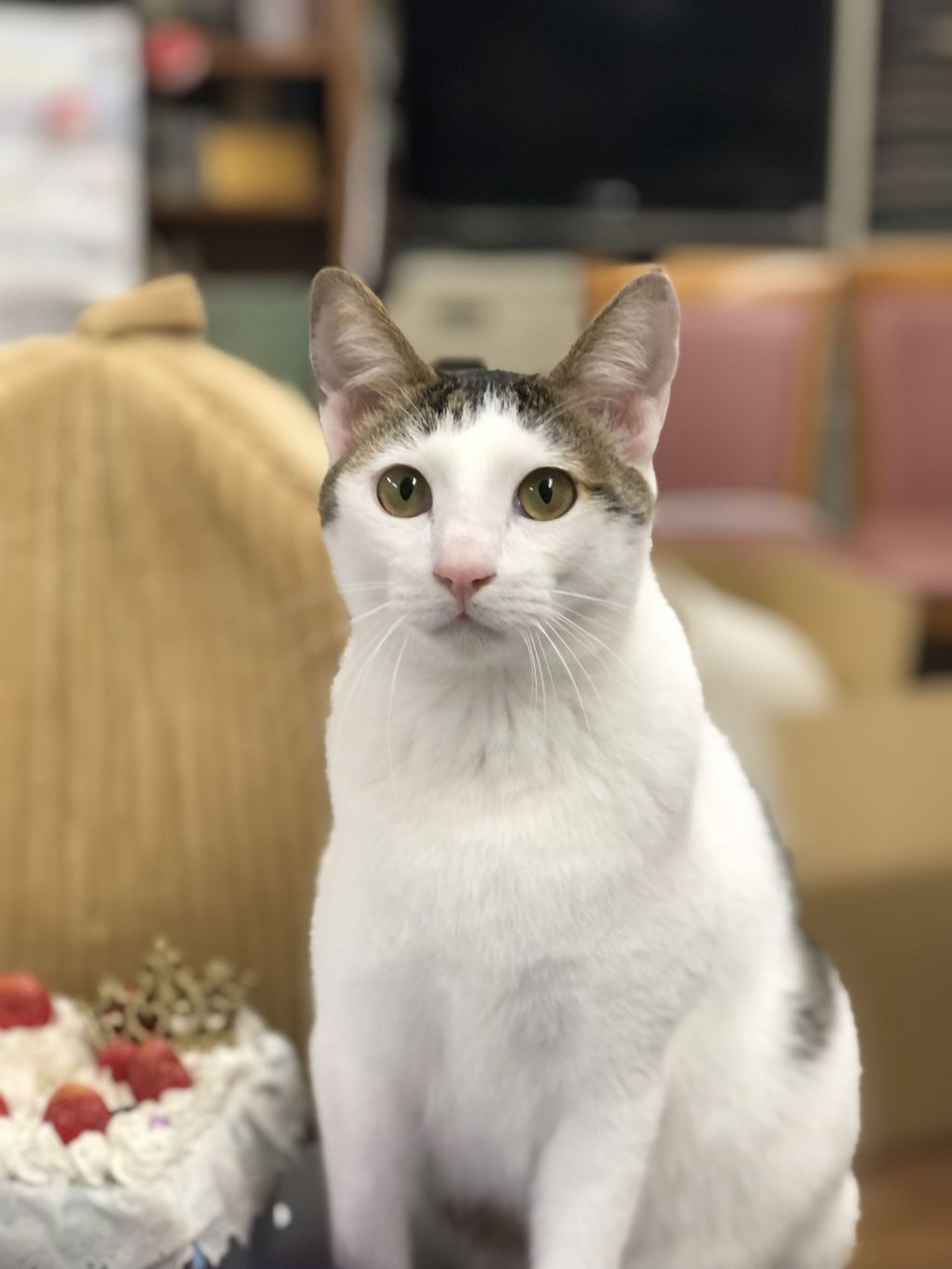 雑種（ミックス猫）・オスの里親募集の写真