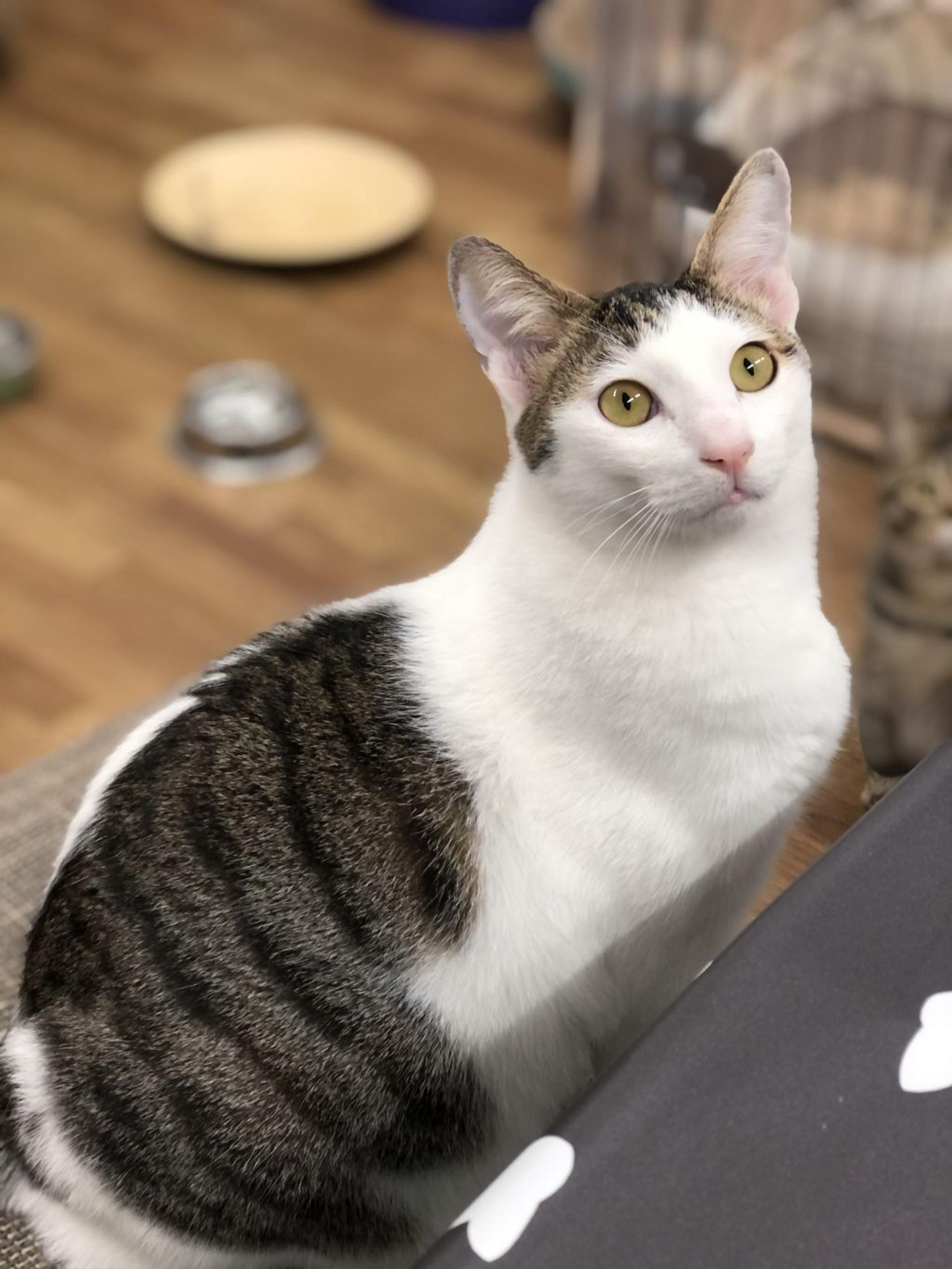 pet-image-3