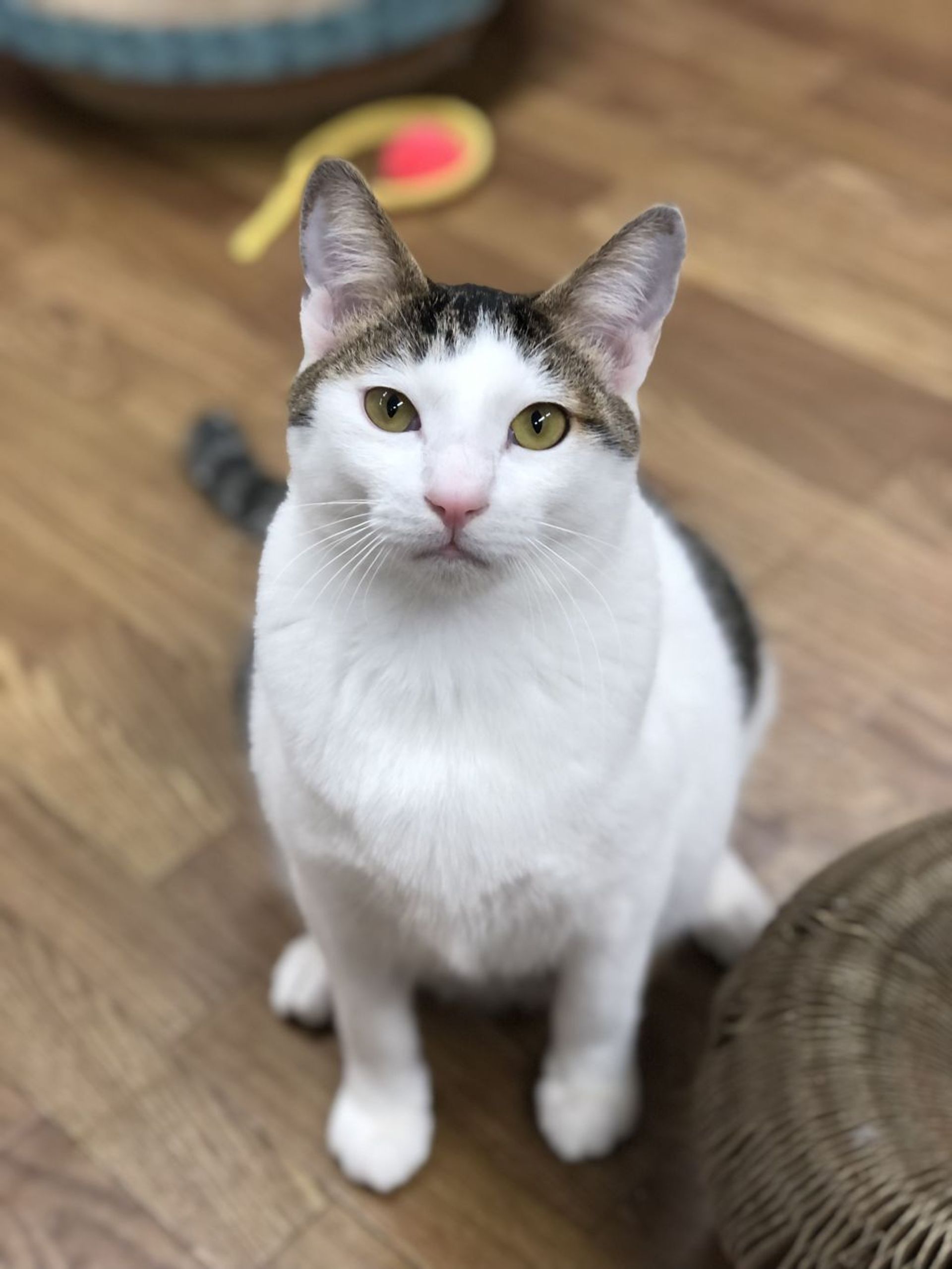 雑種（ミックス猫）・オスの里親募集の写真
