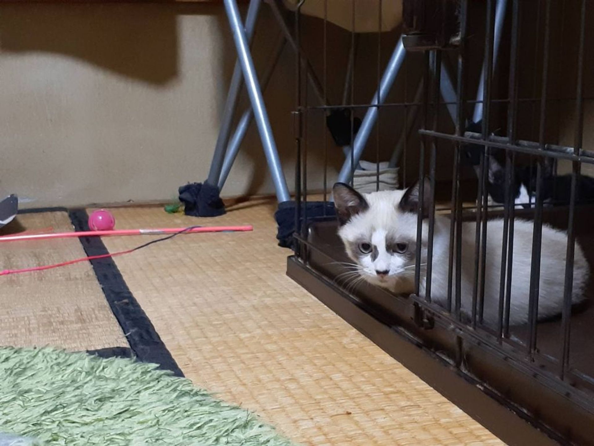 雑種（ミックス猫）・オスの里親募集の写真