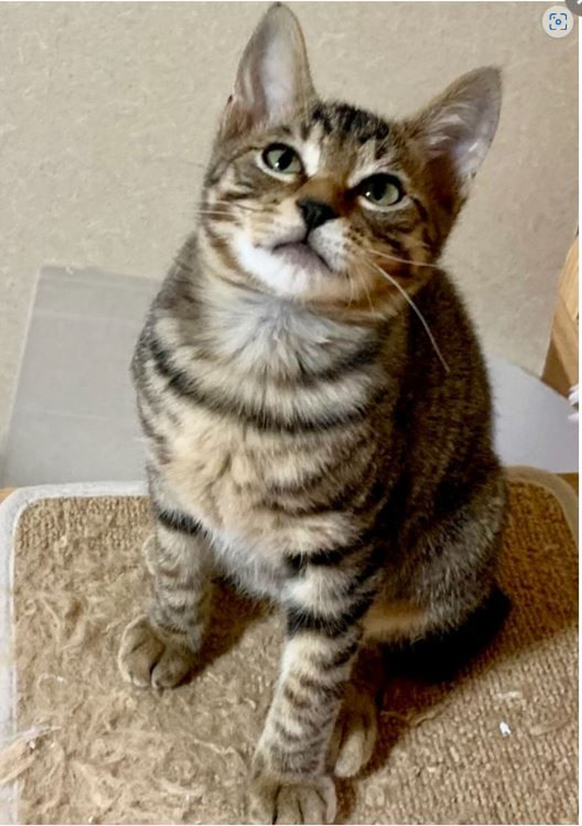 雑種（ミックス猫）・オスの里親募集の写真
