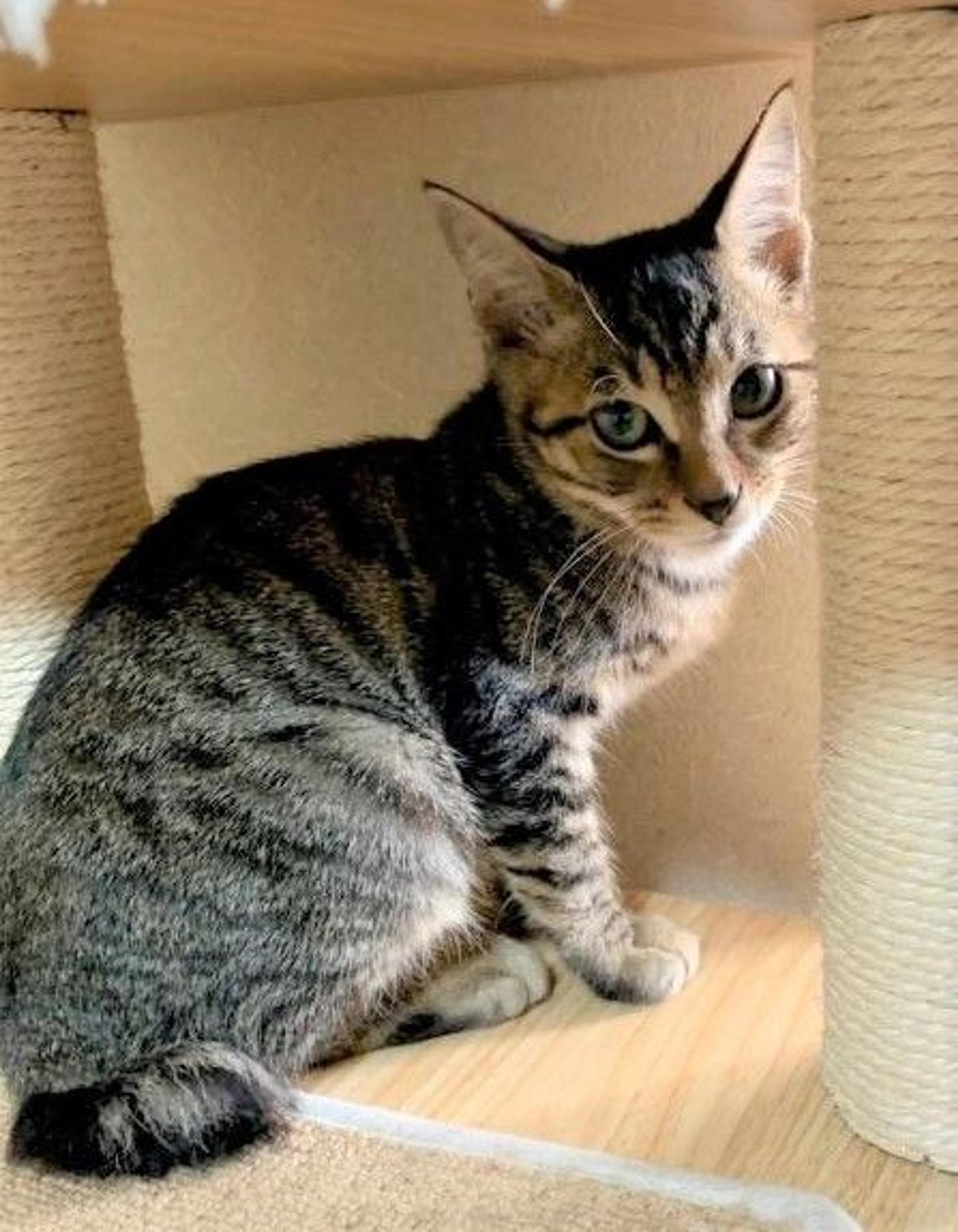 pet-image-5