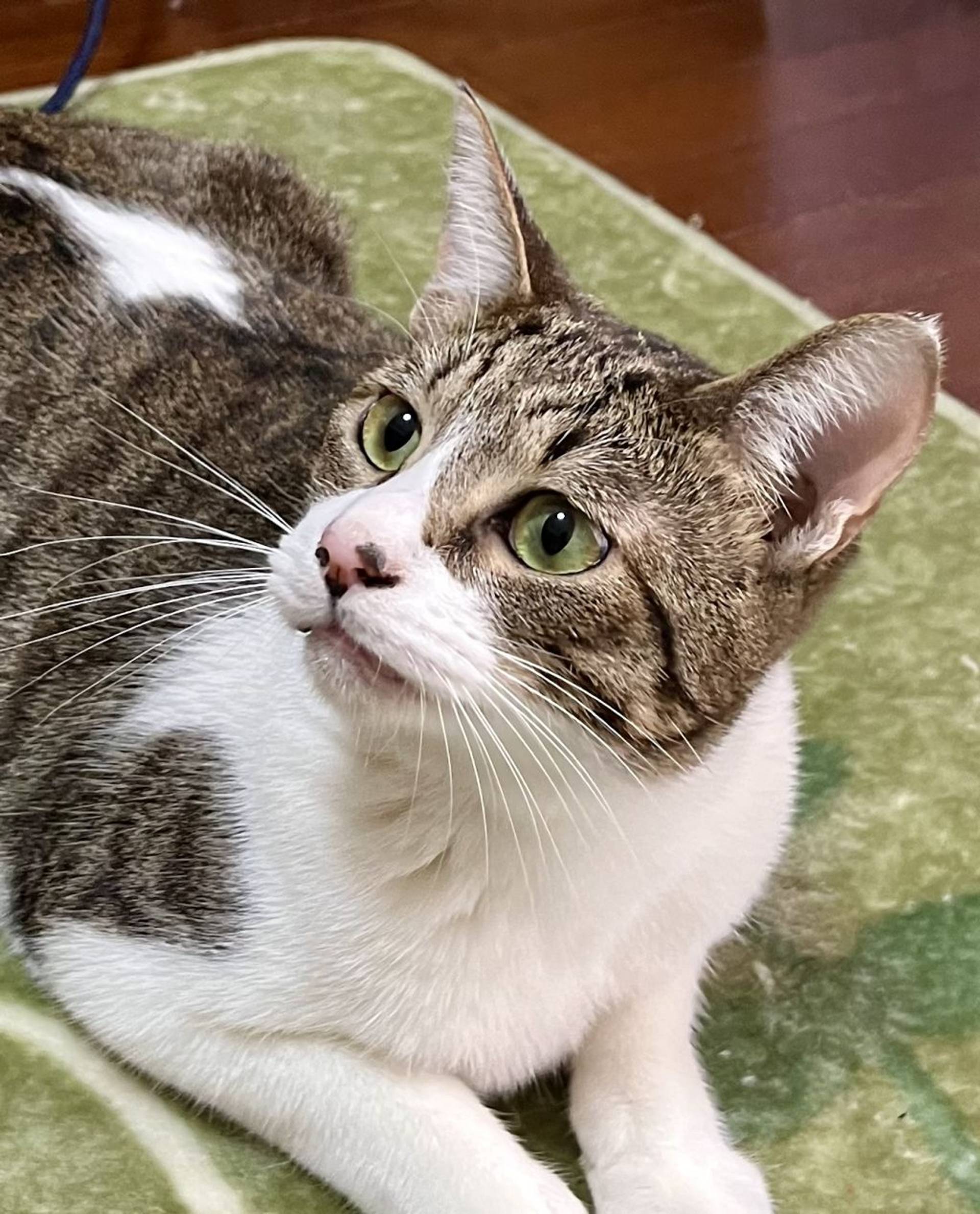 雑種（ミックス猫）・オスの里親募集の写真