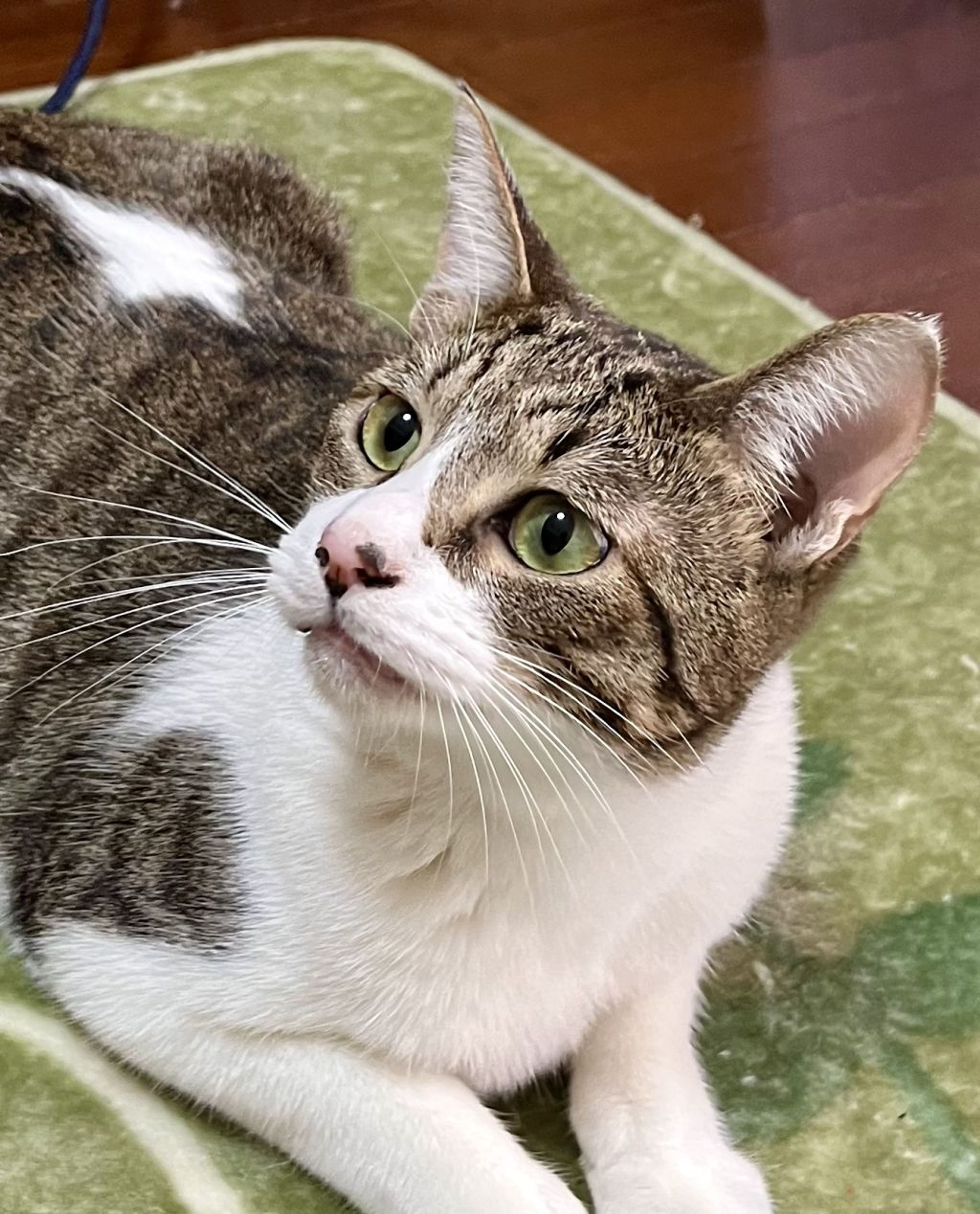 雑種（ミックス猫）・オスの里親募集の写真