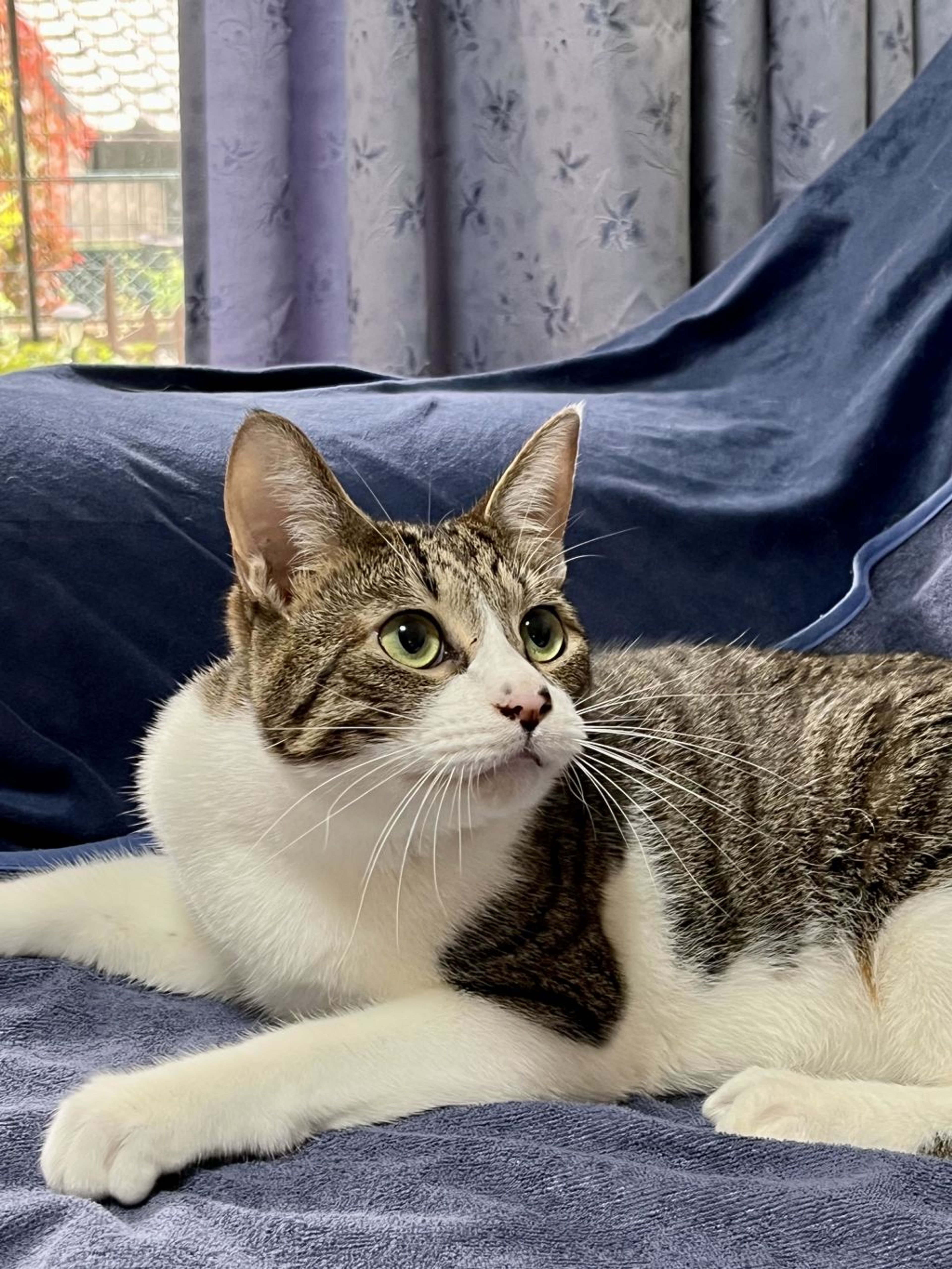 pet-image-2