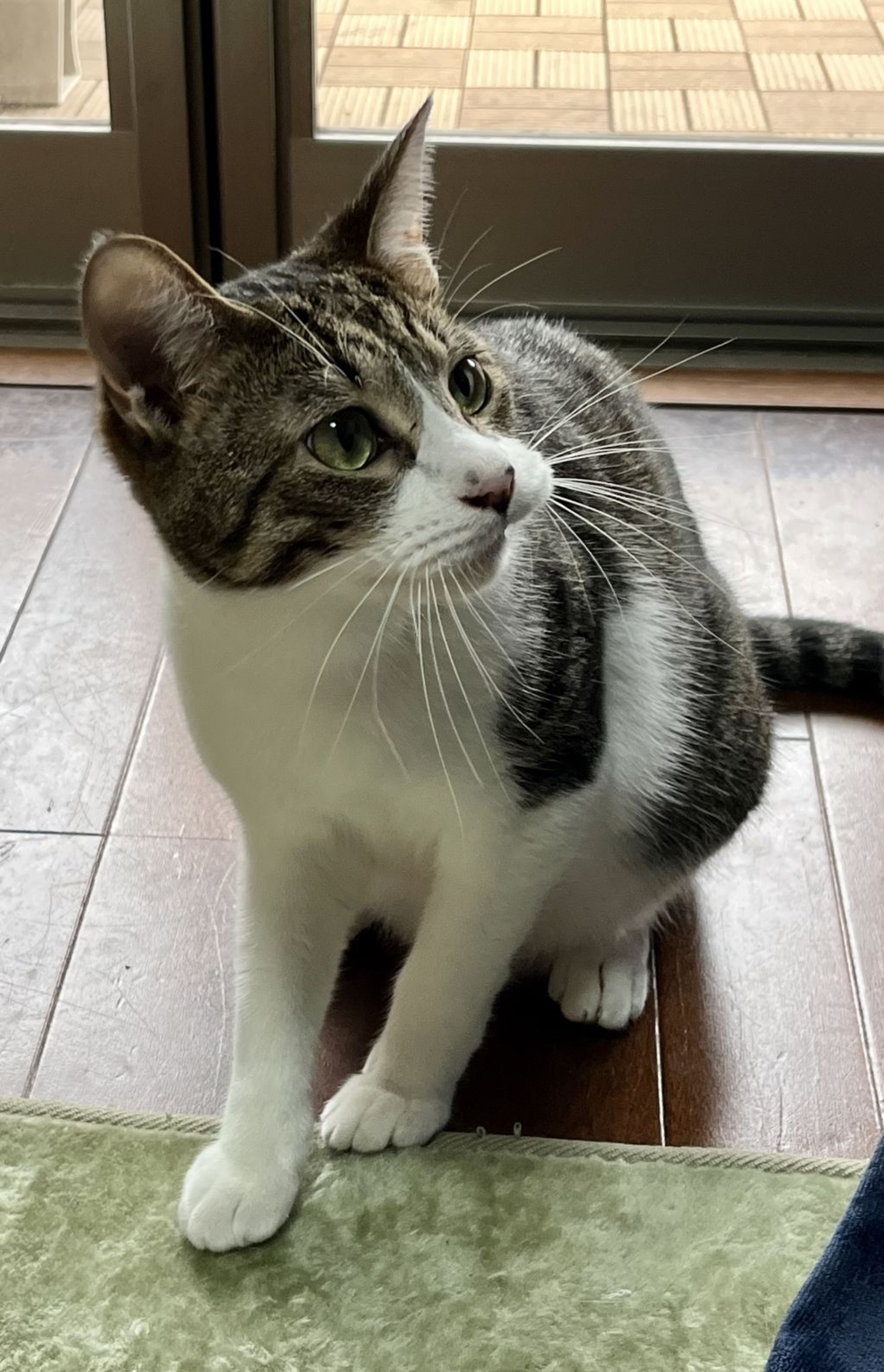 pet-image-3