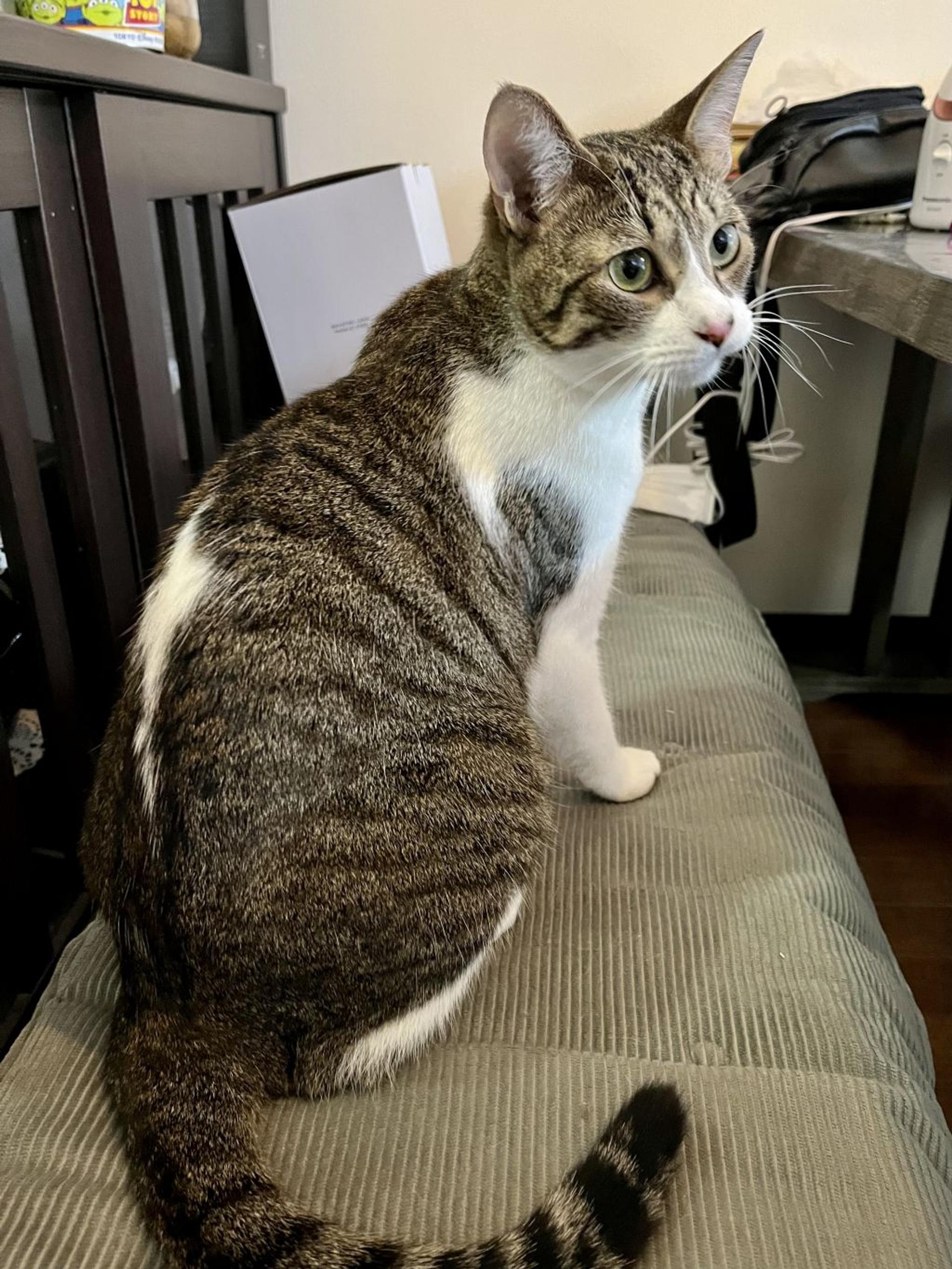 pet-image-4