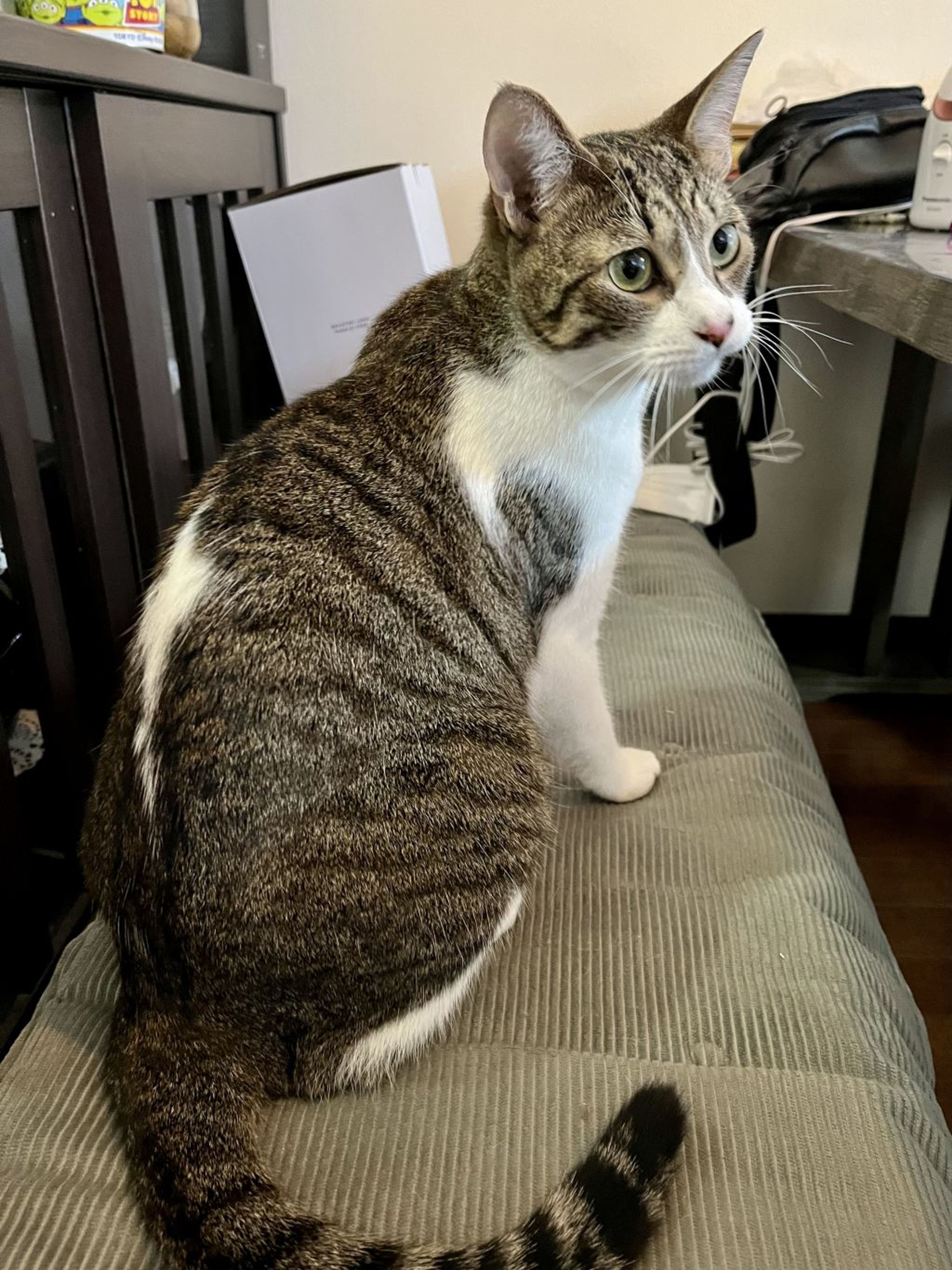 pet-image-4