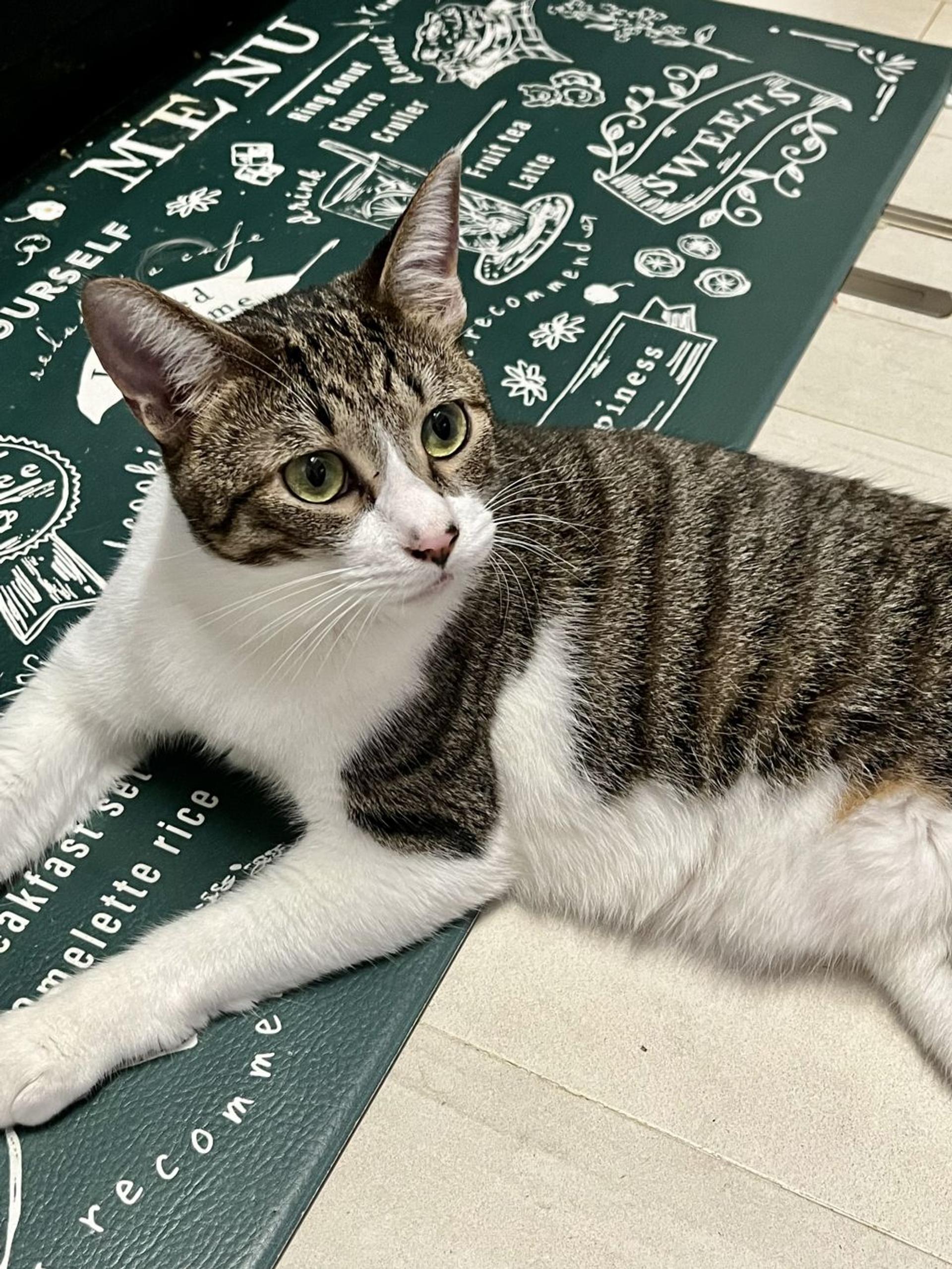 pet-image-5