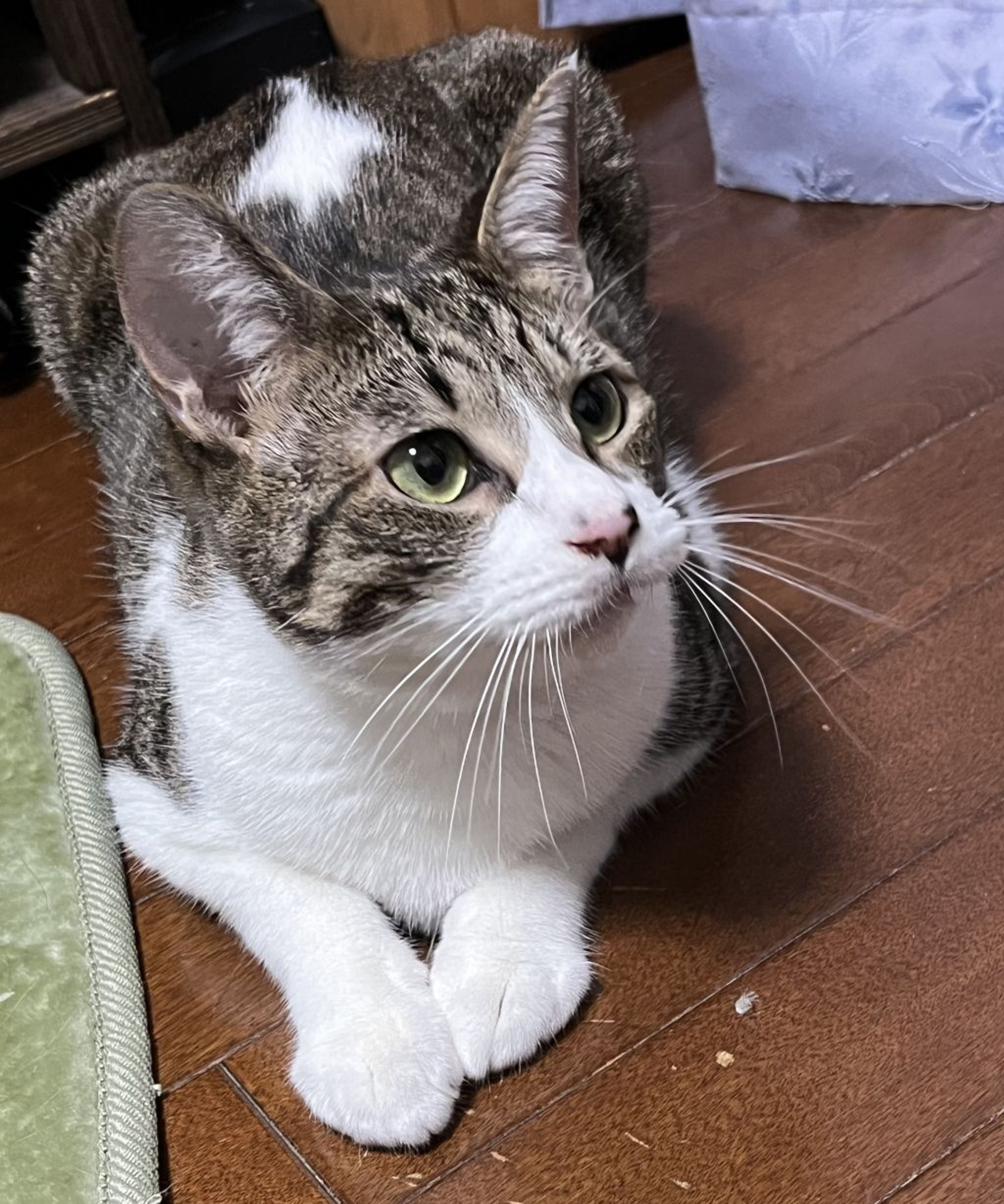 pet-image-8