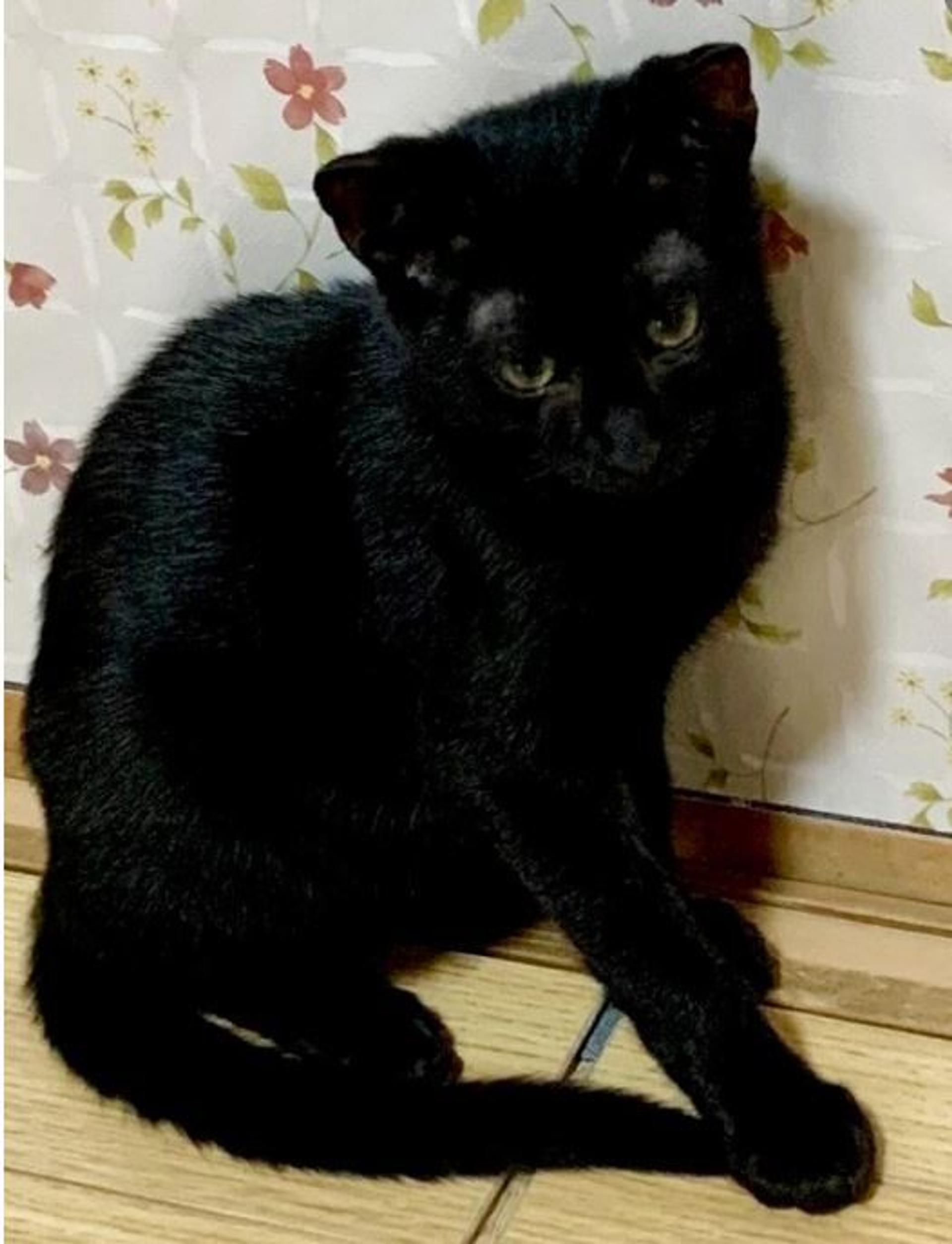 pet-image-2