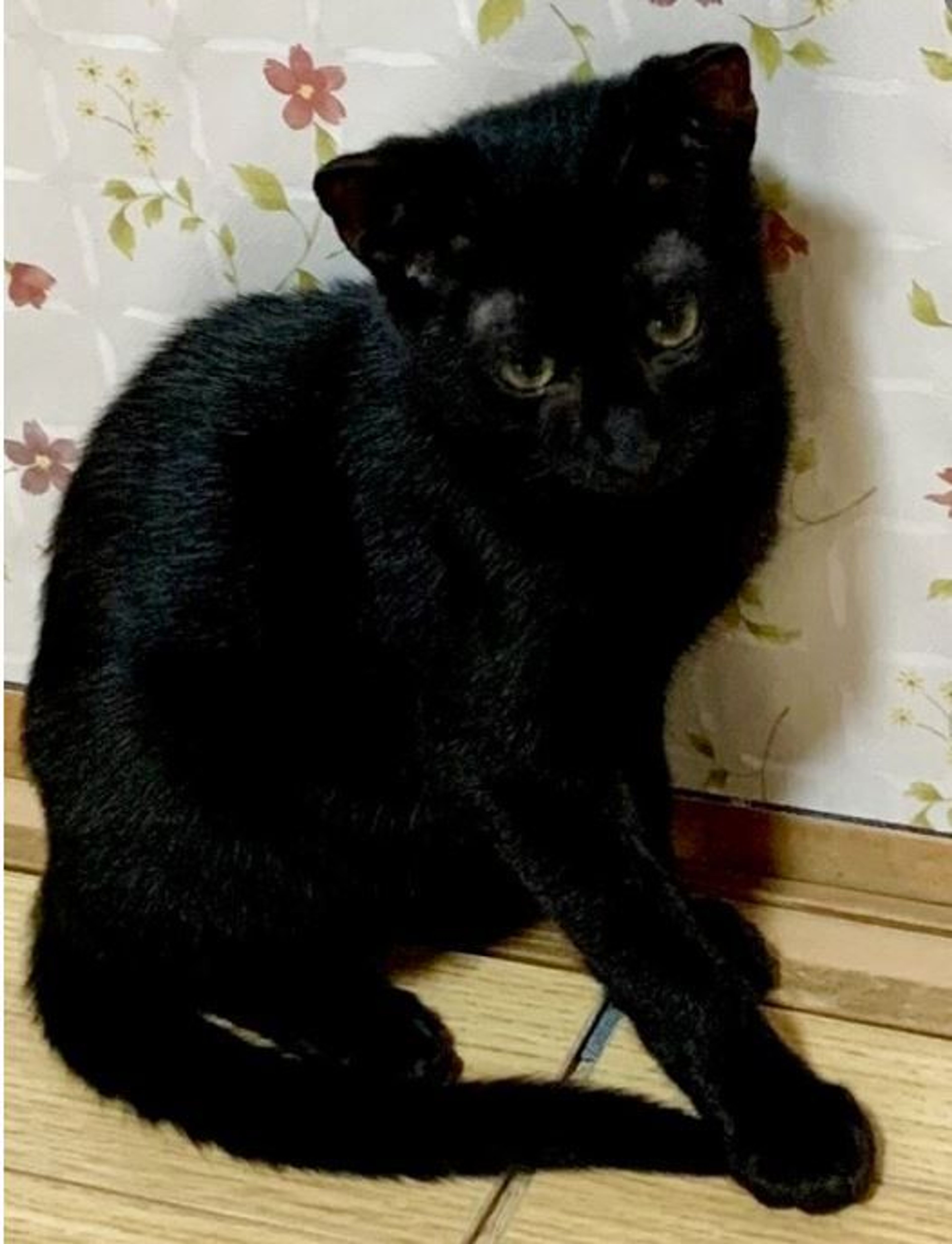 pet-image-2