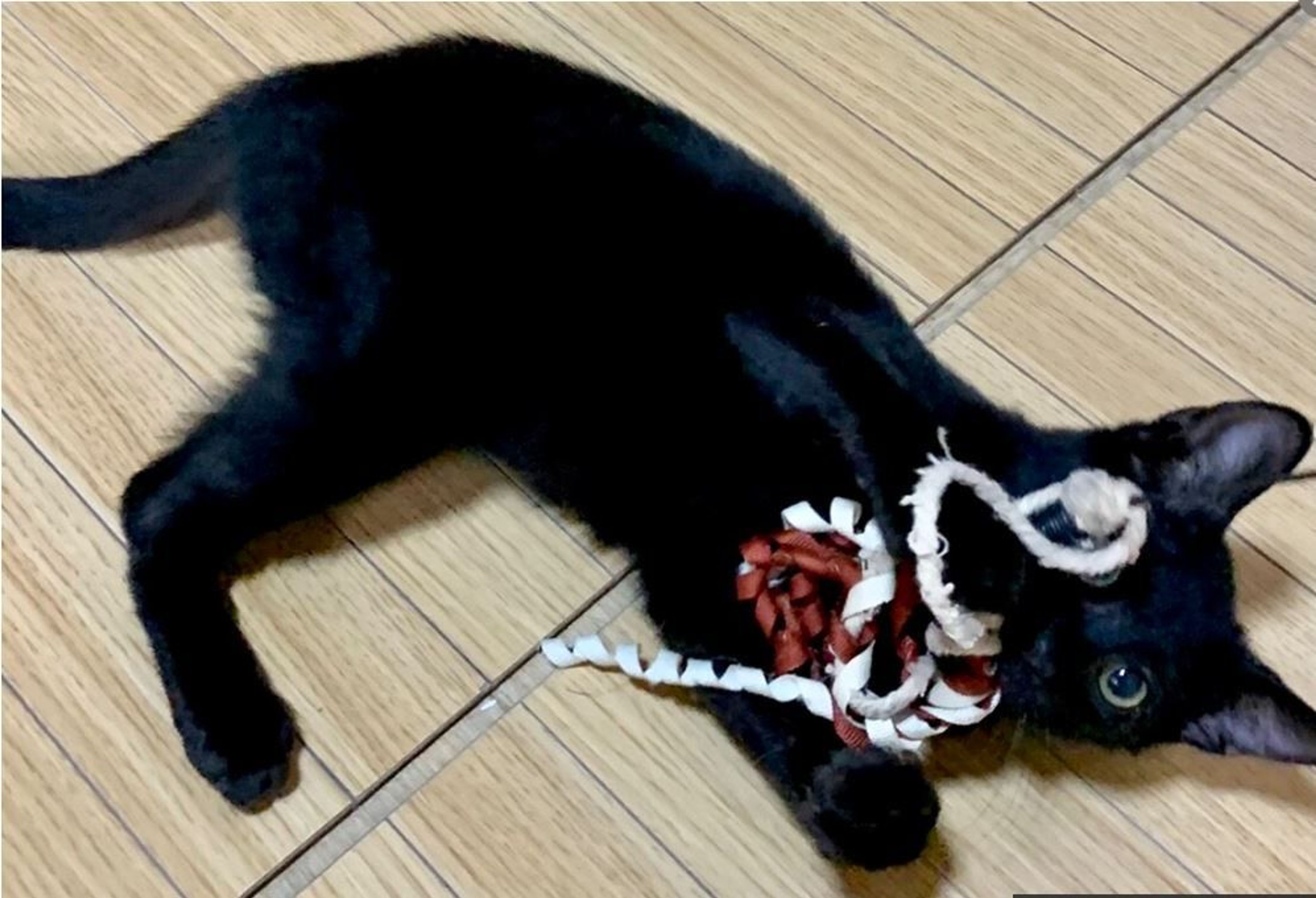 pet-image-3