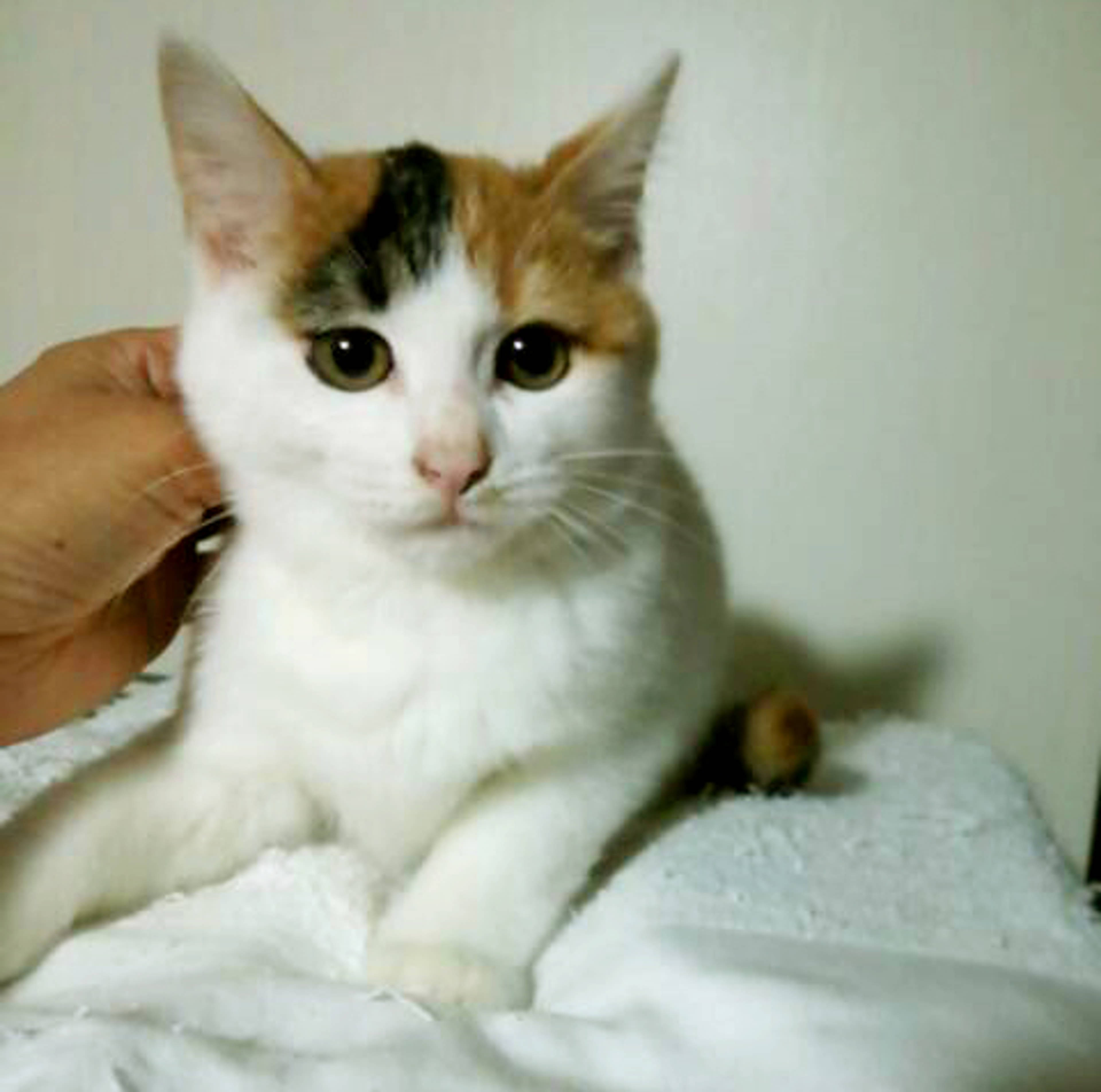 雑種（ミックス猫）・メスの里親募集の写真