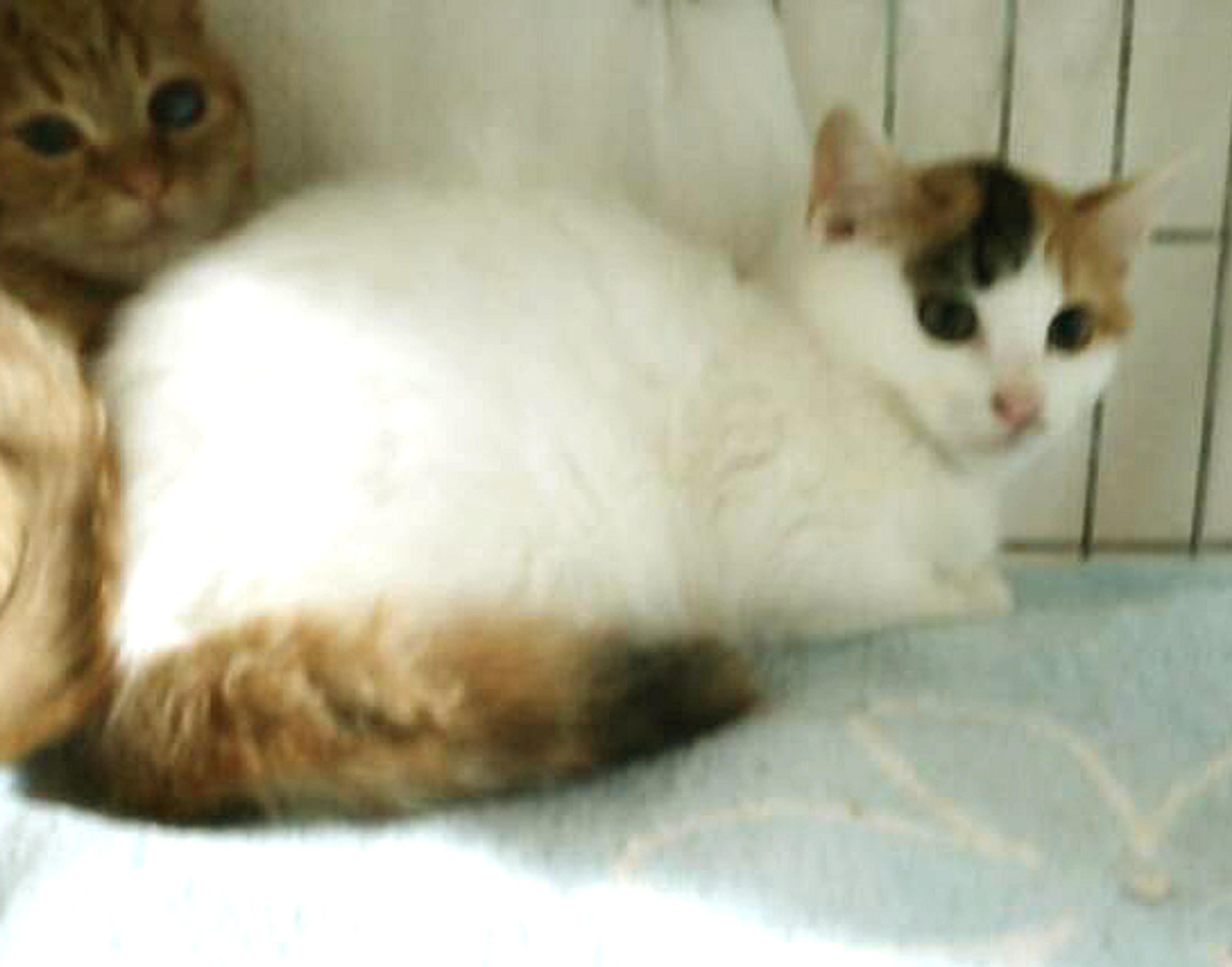 pet-image-2