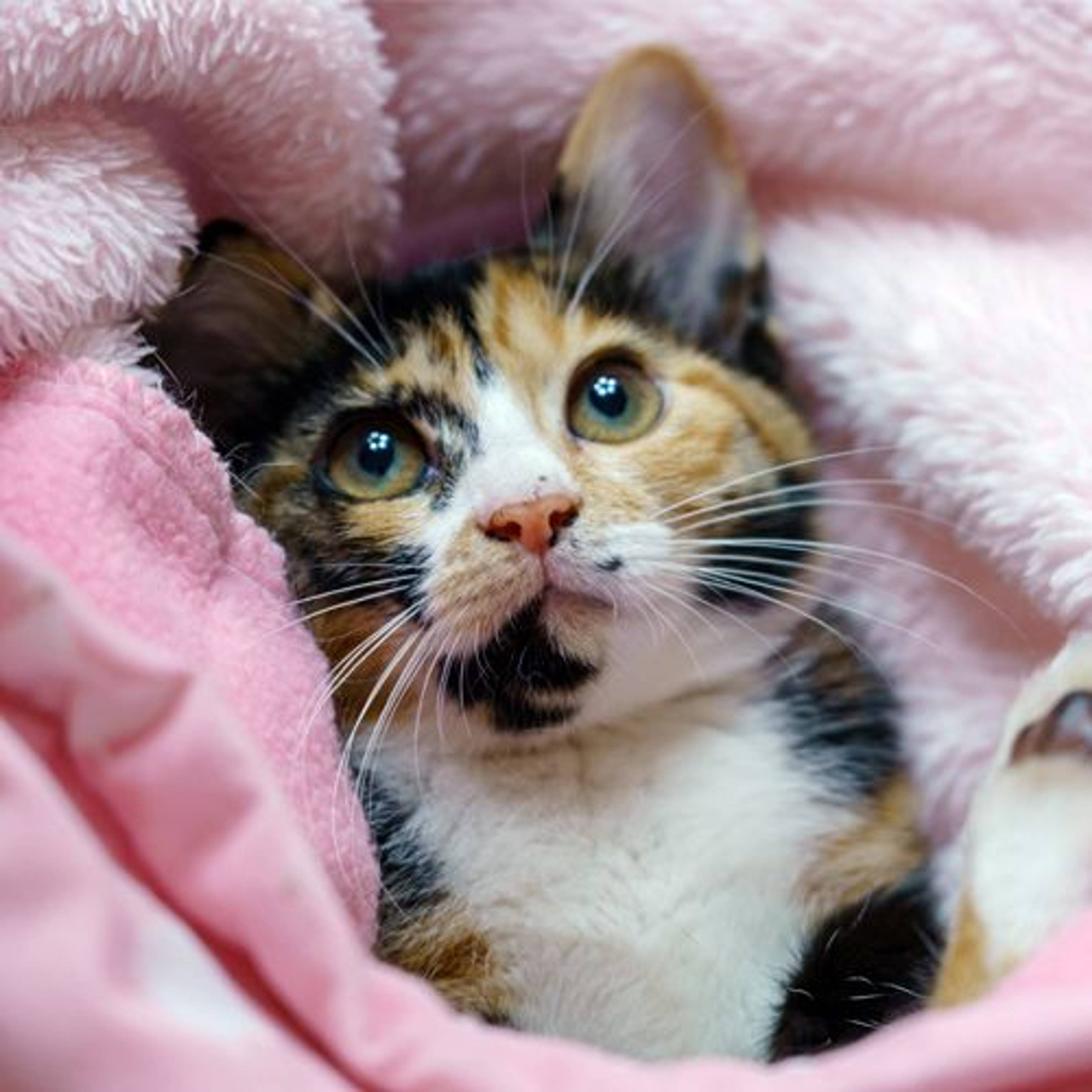 雑種（ミックス猫）・メスの里親募集の写真