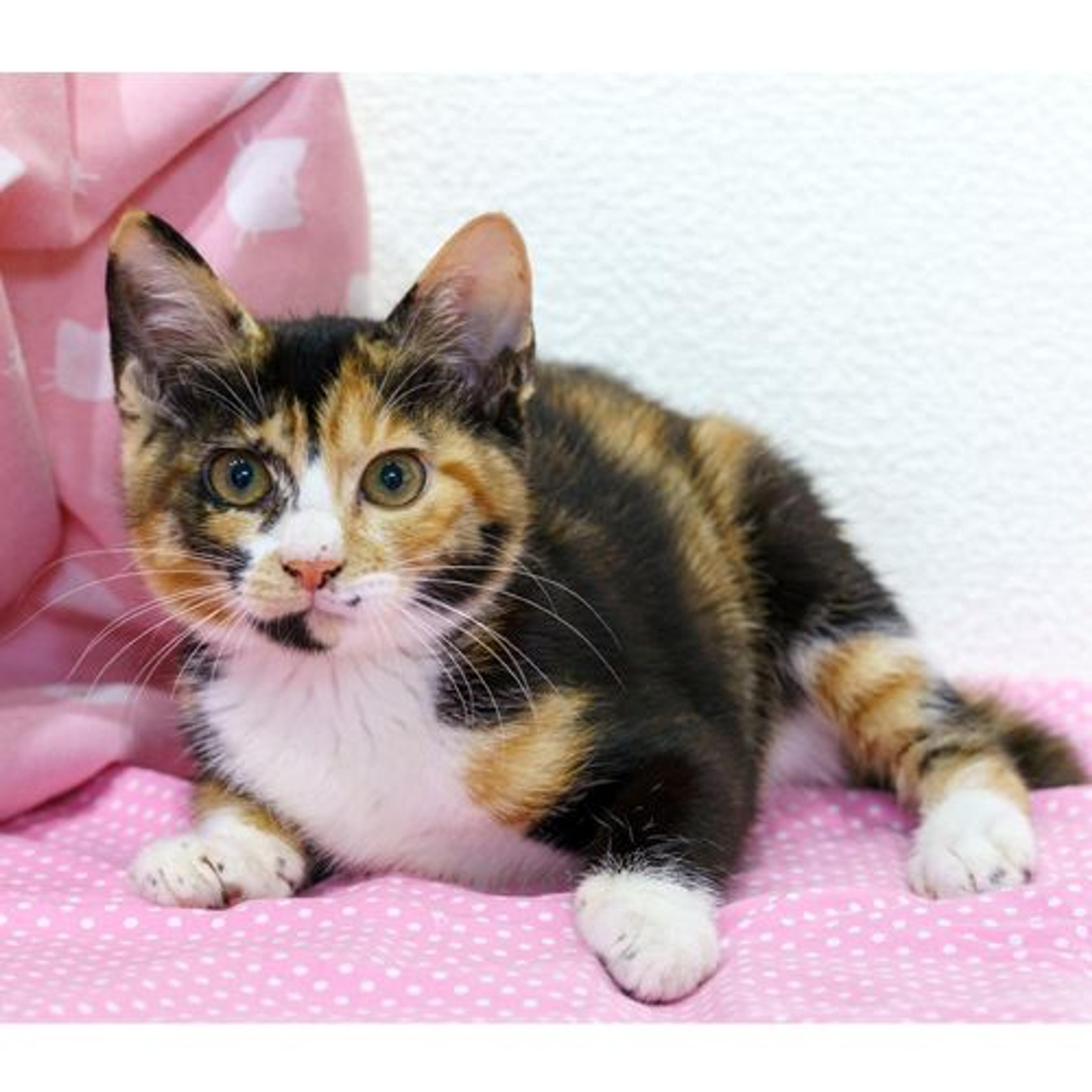 pet-image-2