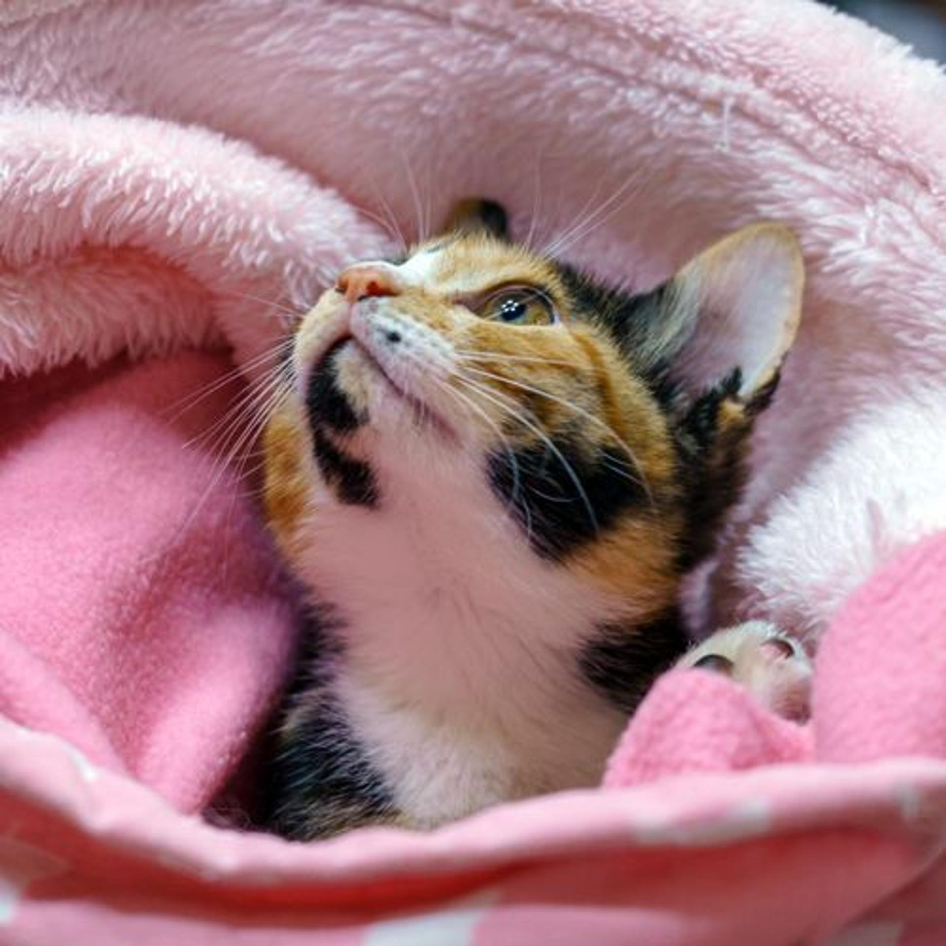 pet-image-3