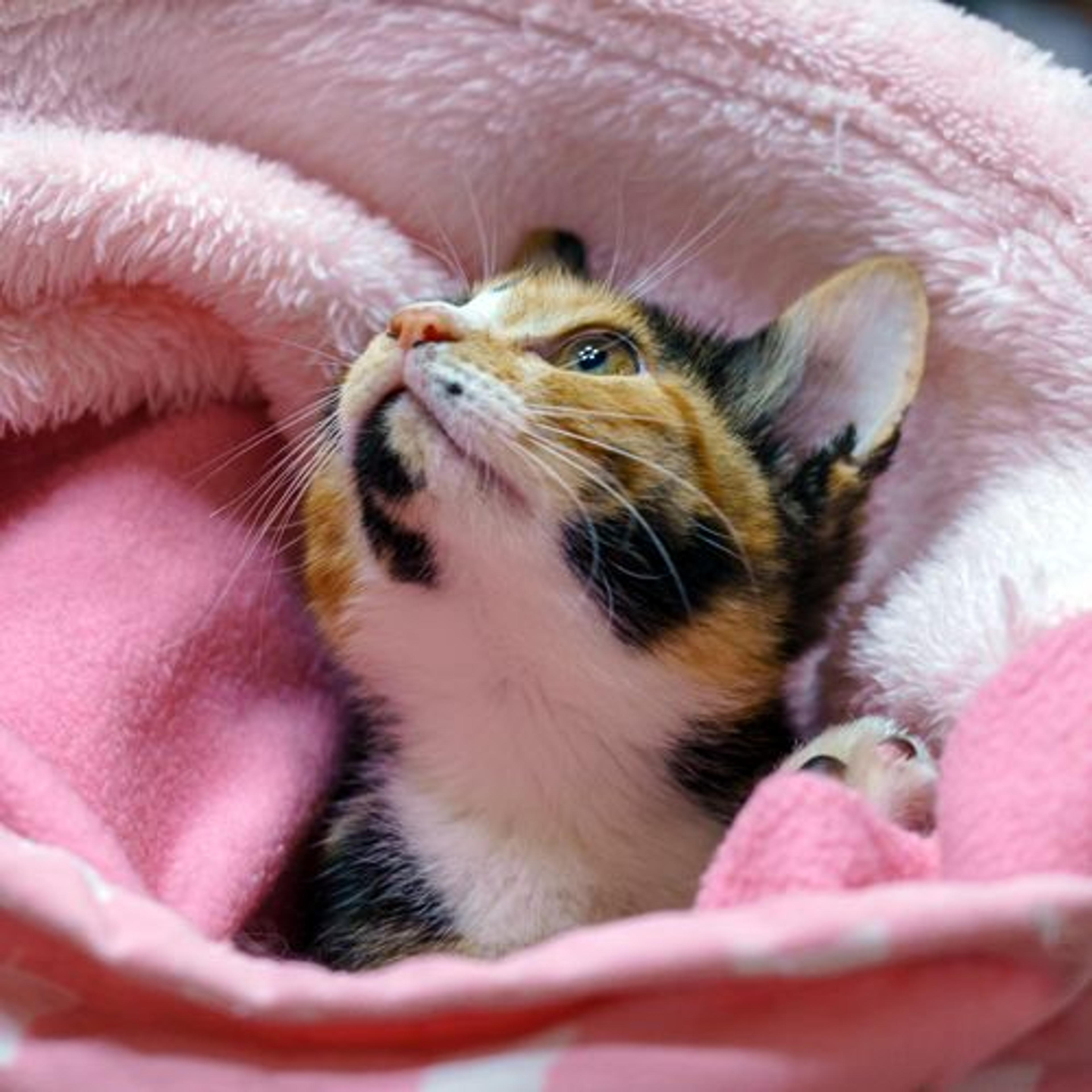 pet-image-3
