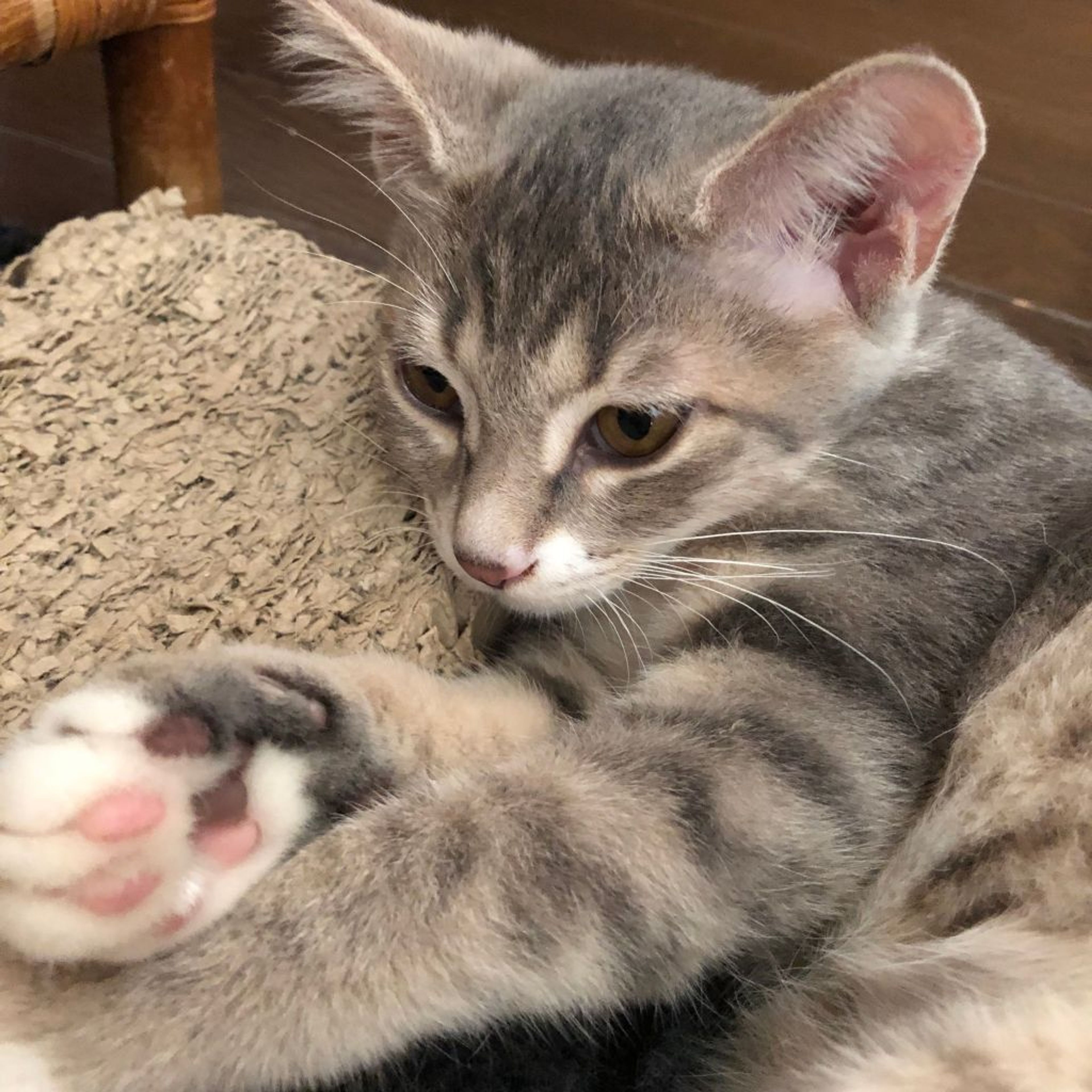 雑種（ミックス猫）・メスの里親募集の写真