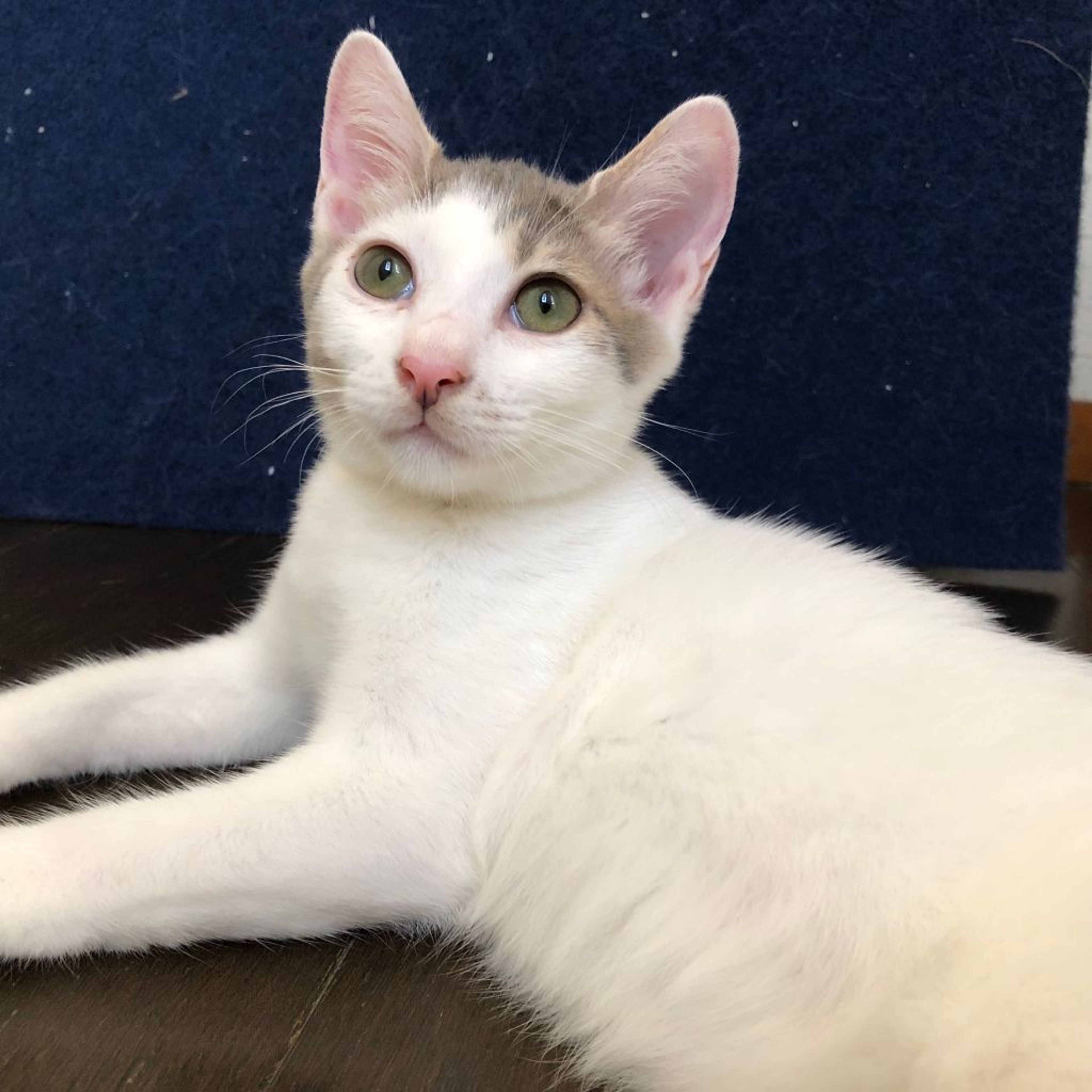 雑種（ミックス猫）・オスの里親募集の写真