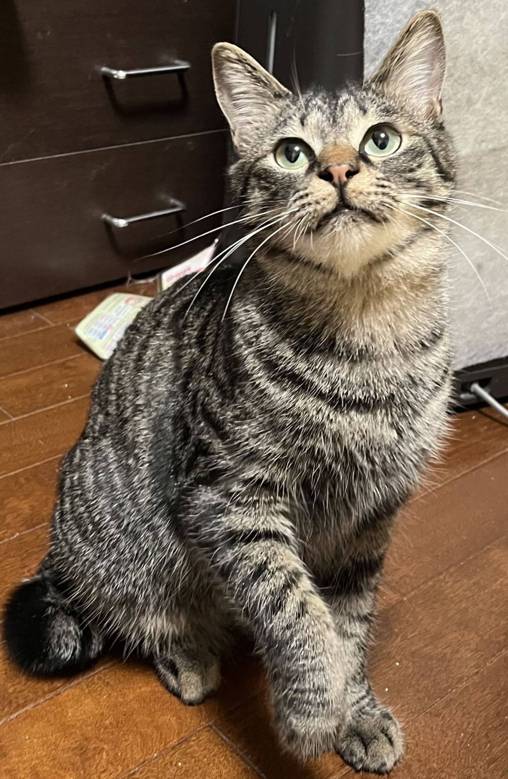 雑種（ミックス猫）・オスの里親募集の写真