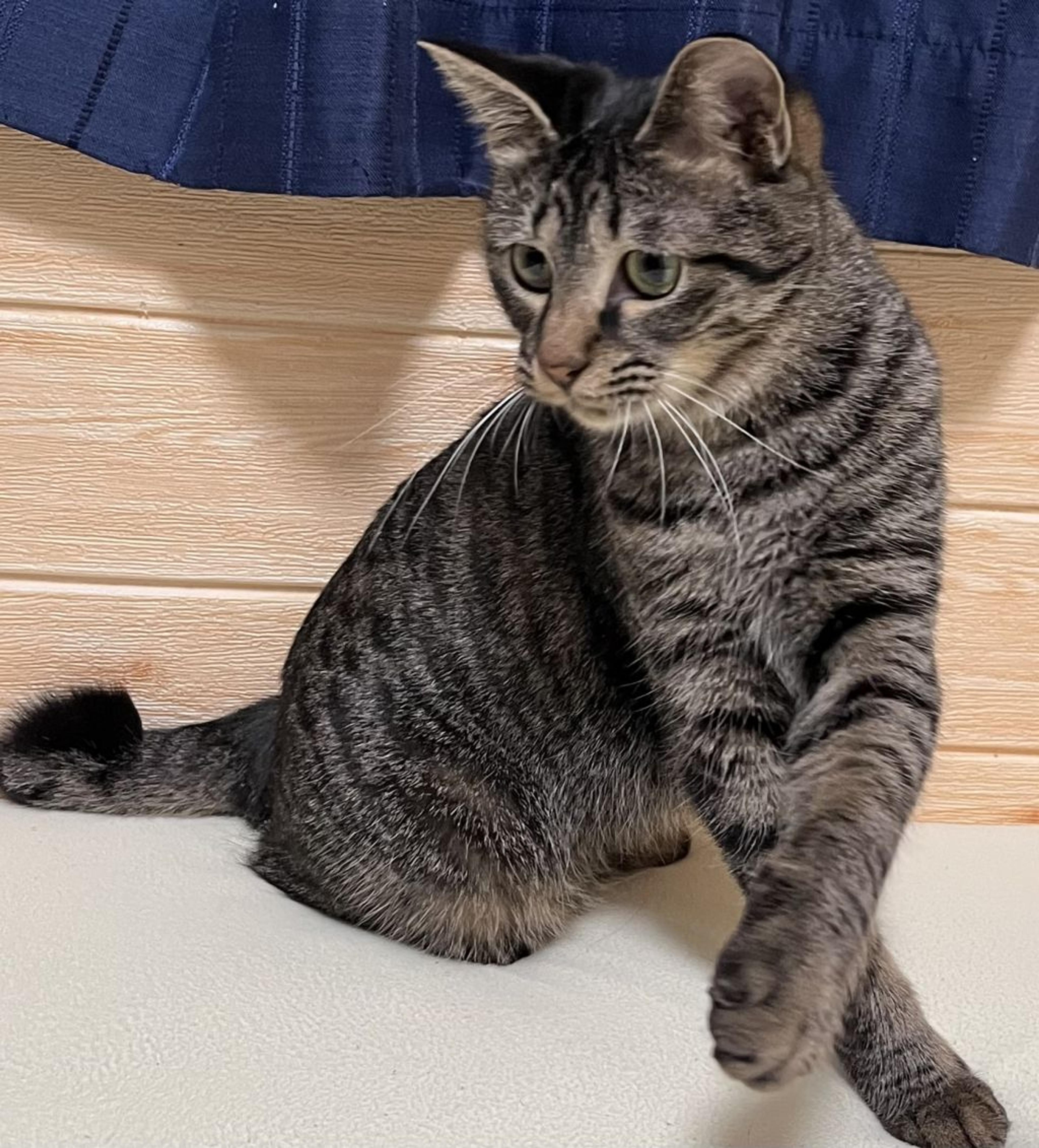 pet-image-3