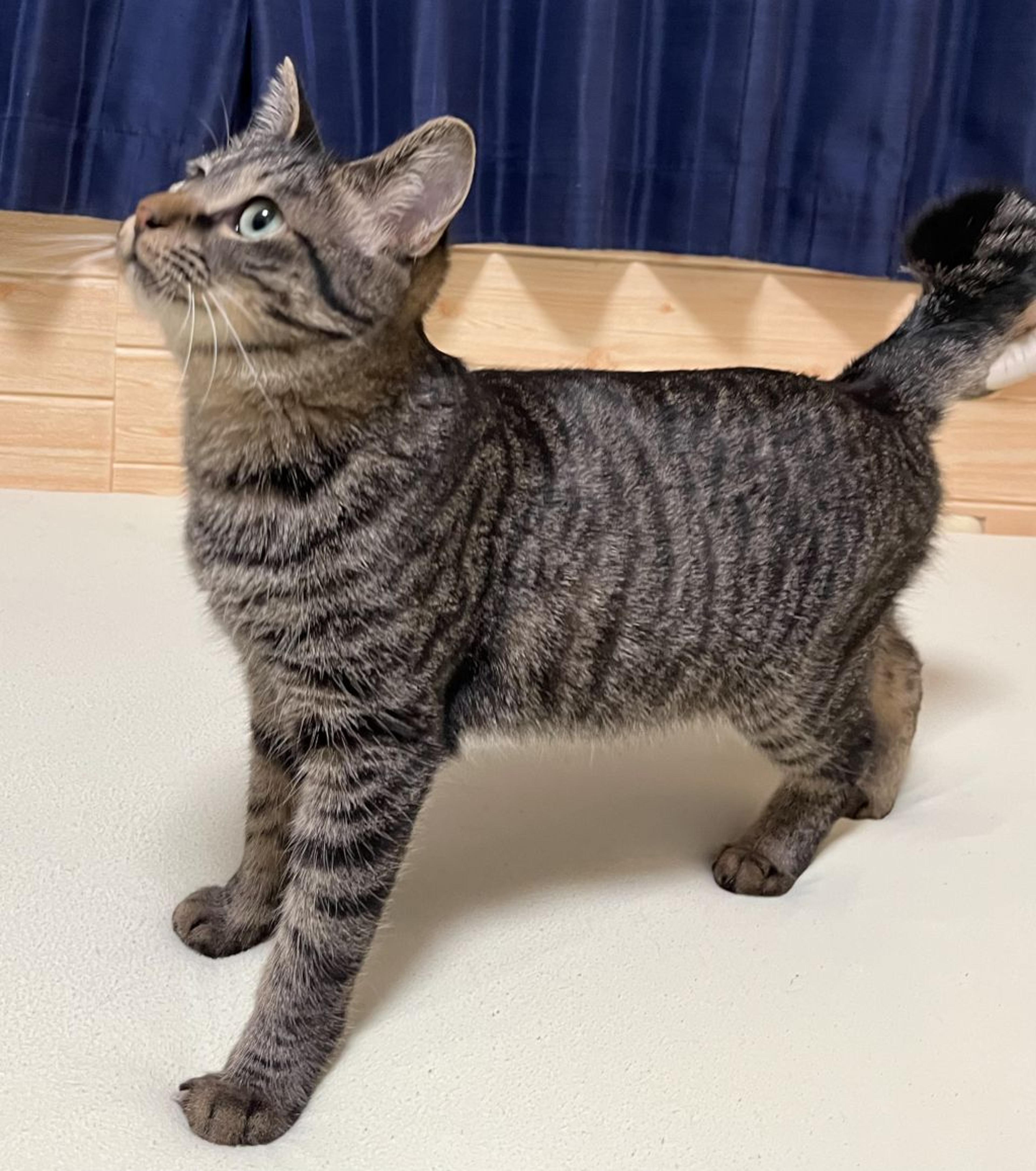 pet-image-5