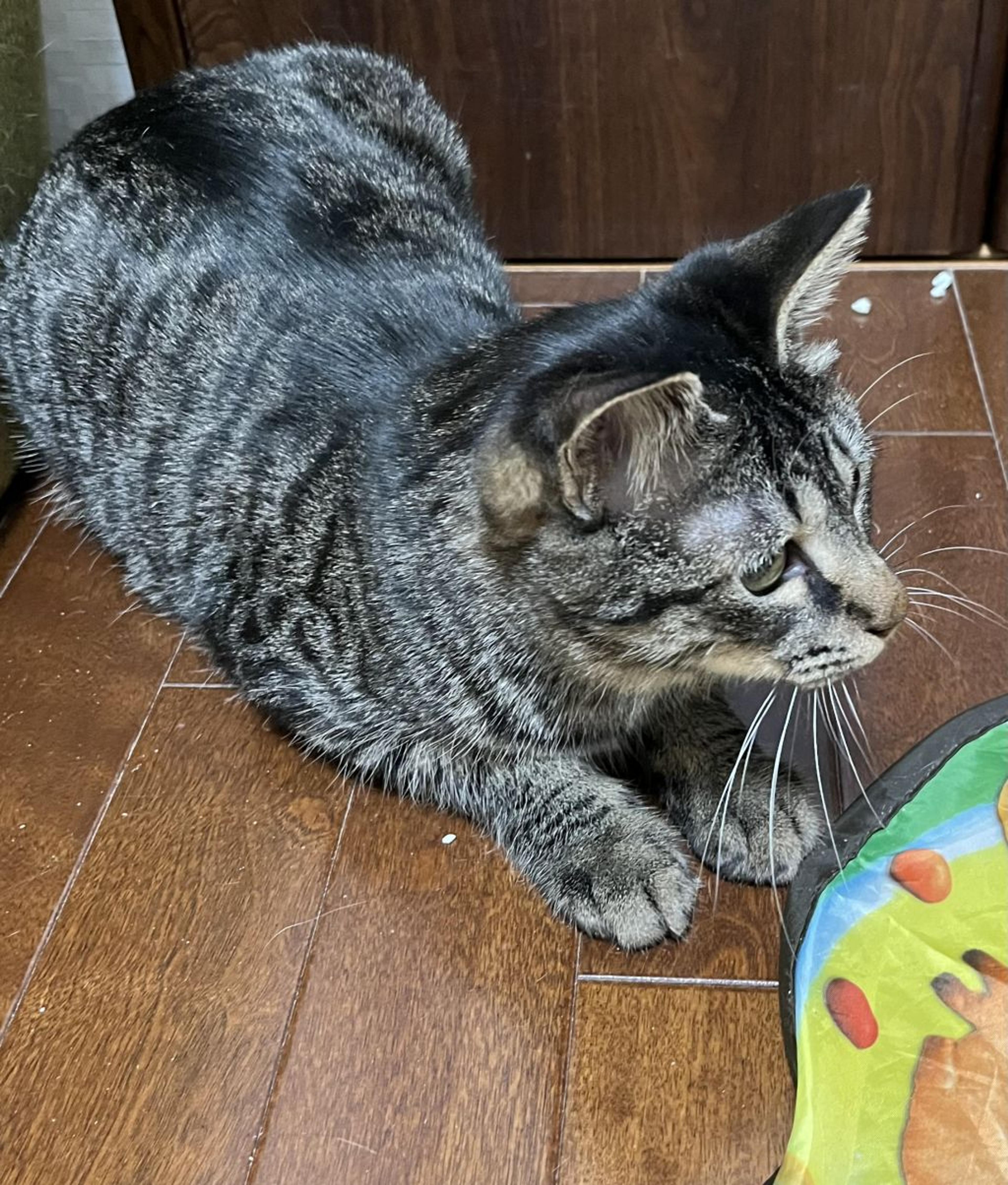 pet-image-6