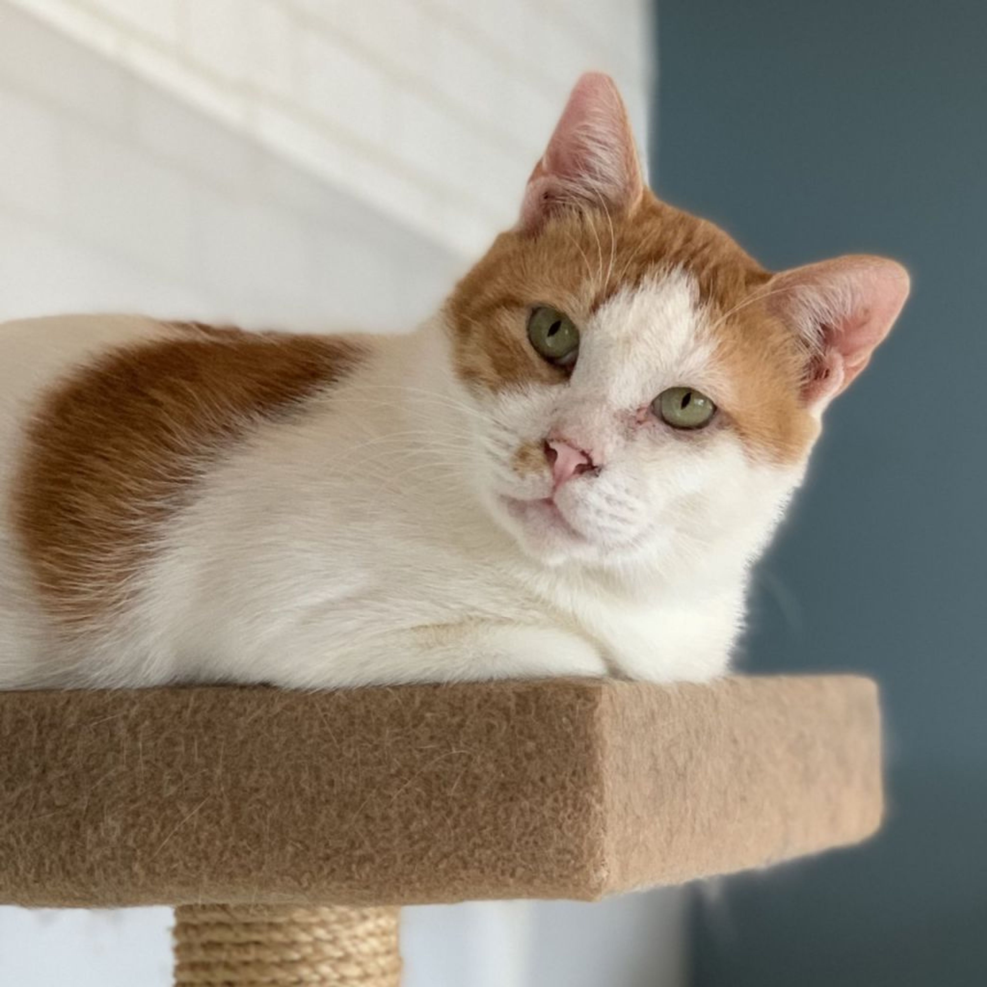 pet-image-6