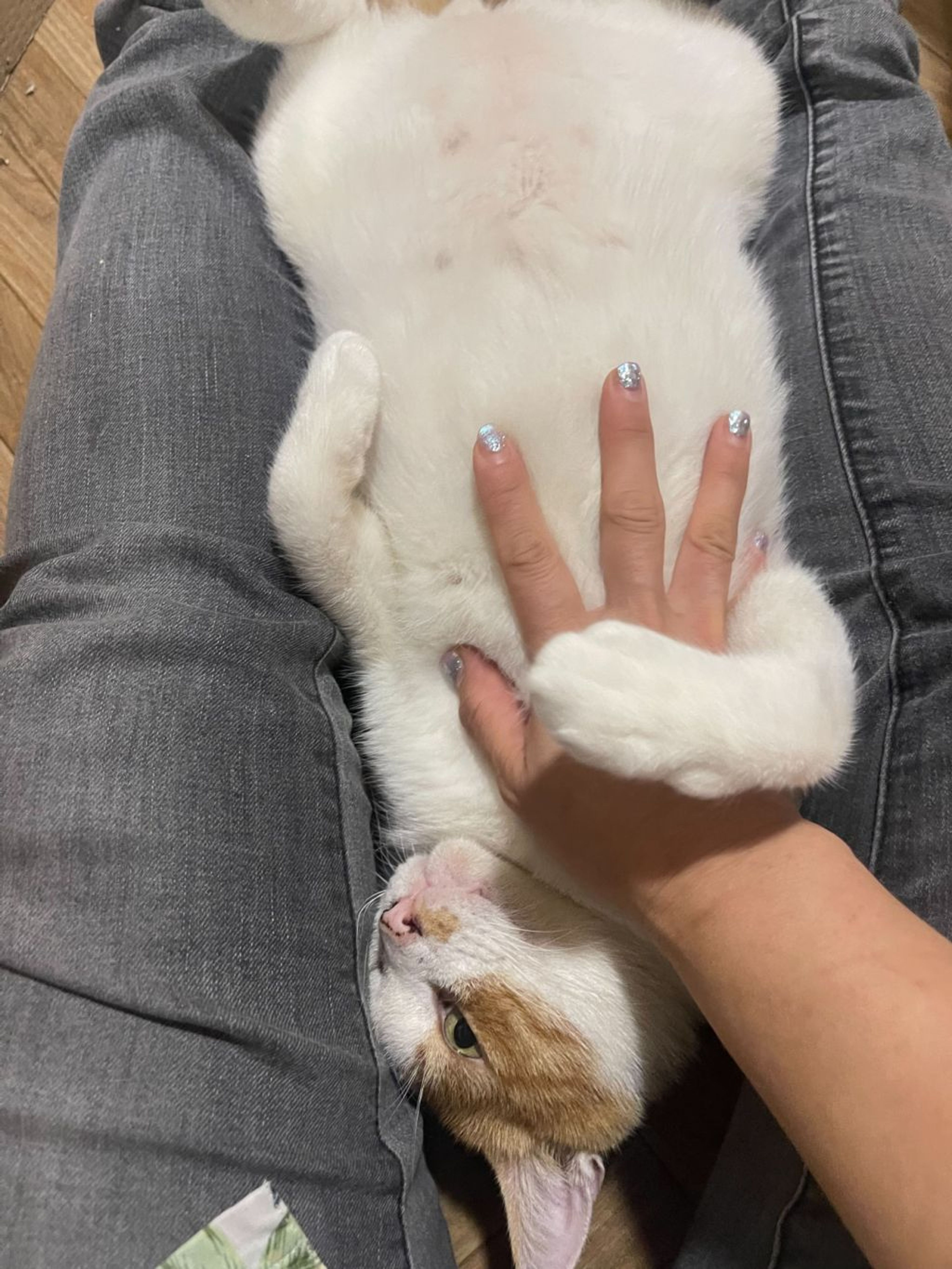 pet-image-7
