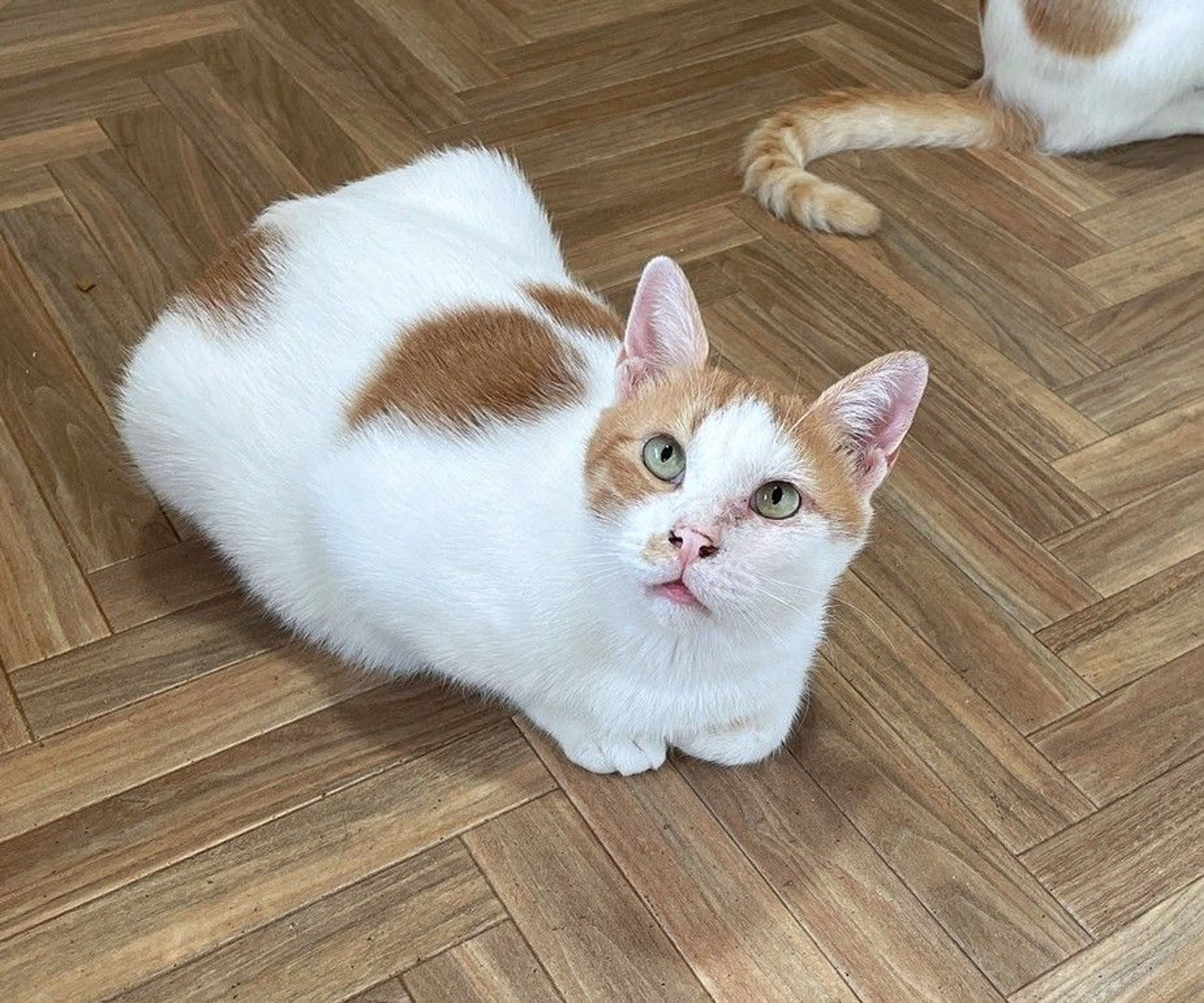 pet-image-8