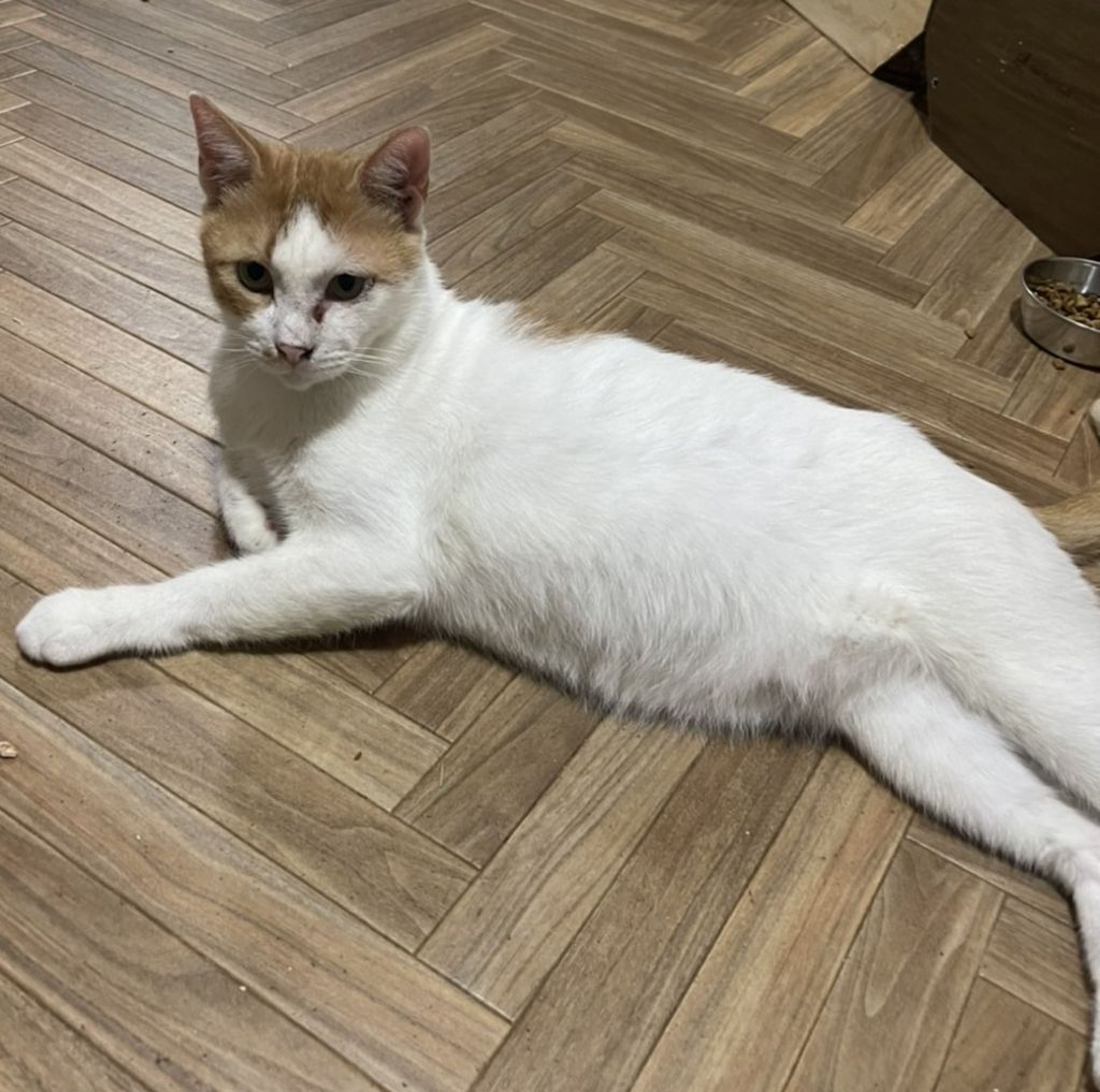 pet-image-9