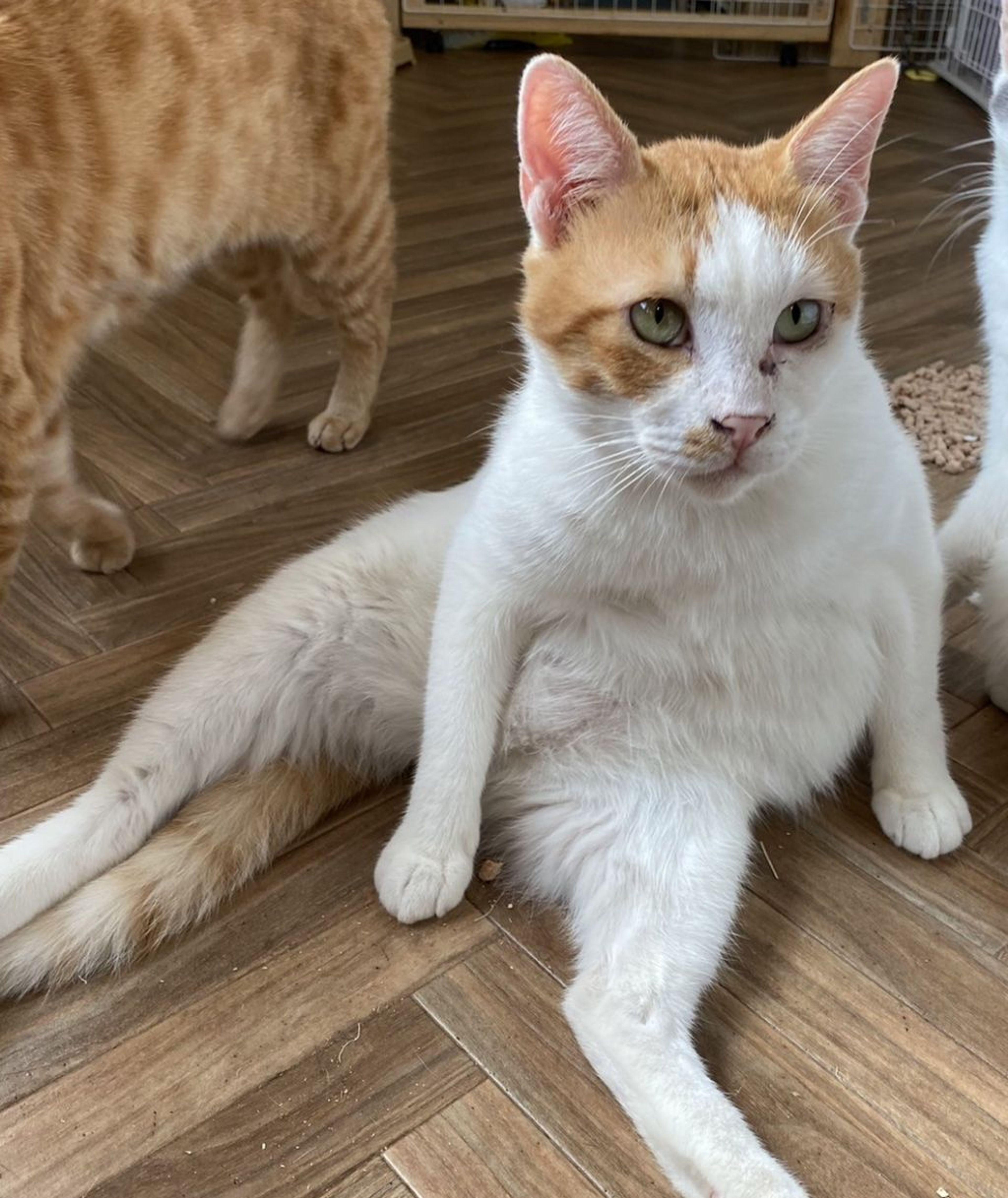 pet-image-2