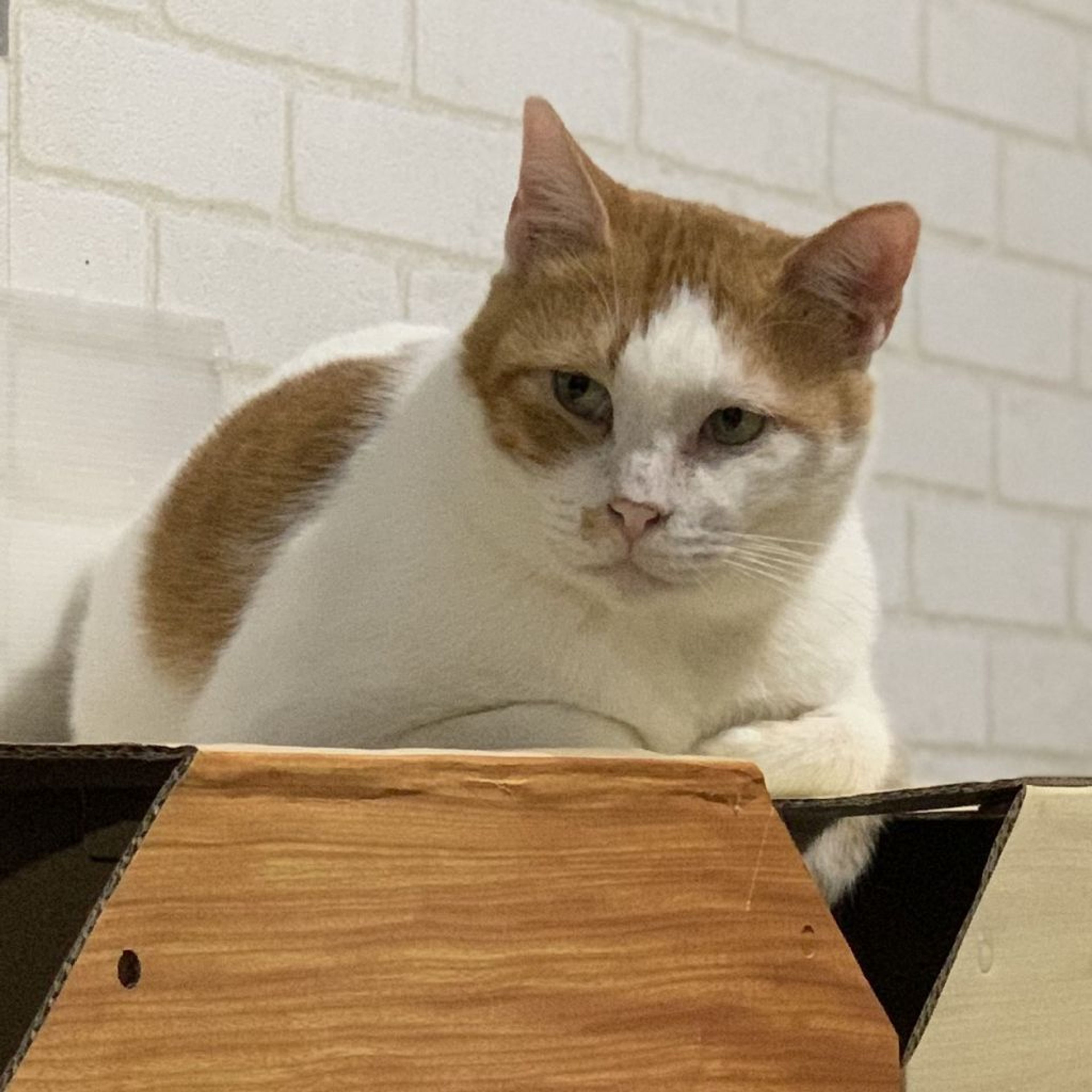 pet-image-3