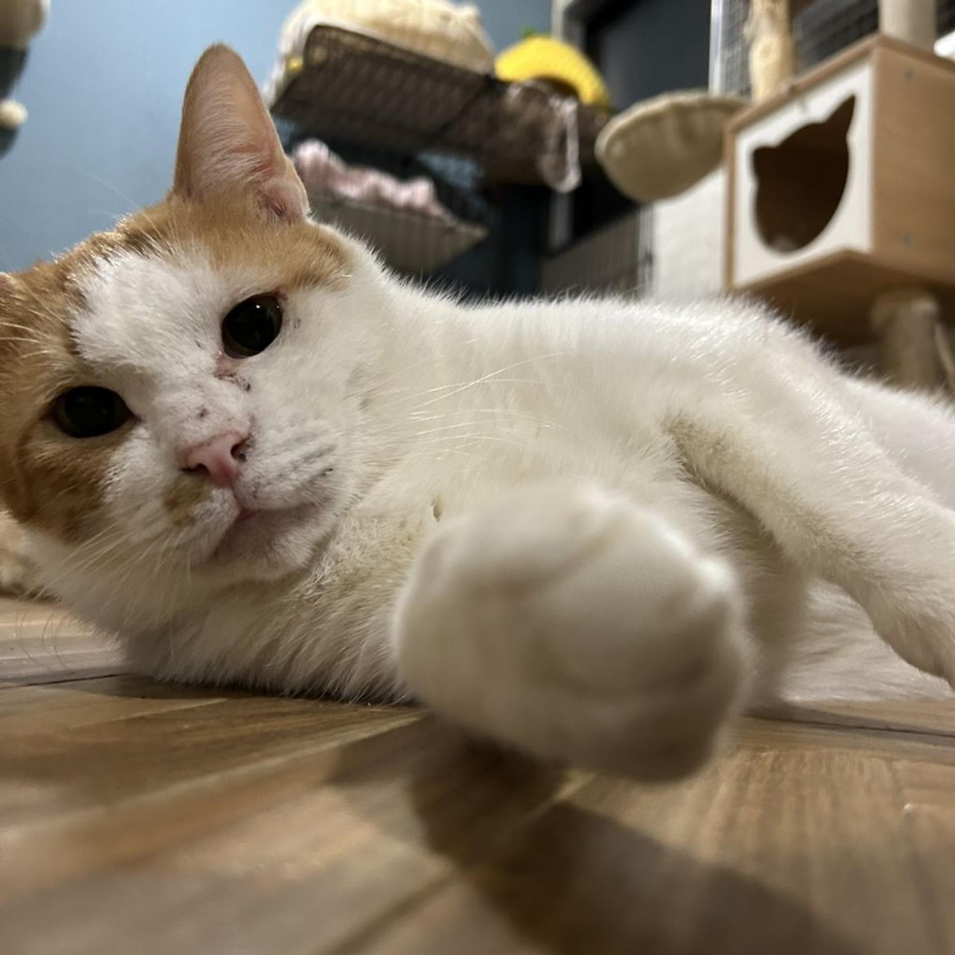 pet-image-4