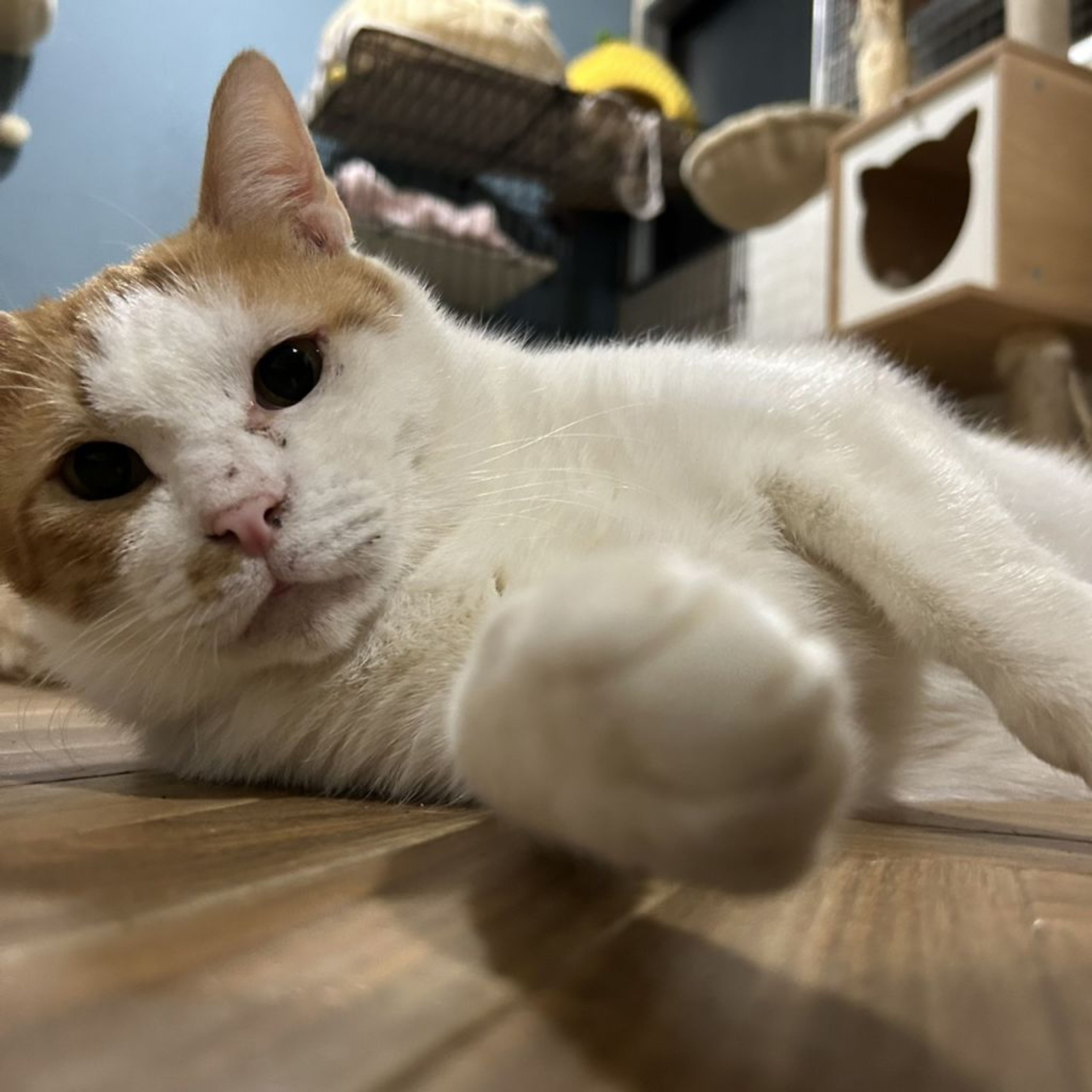 pet-image-4