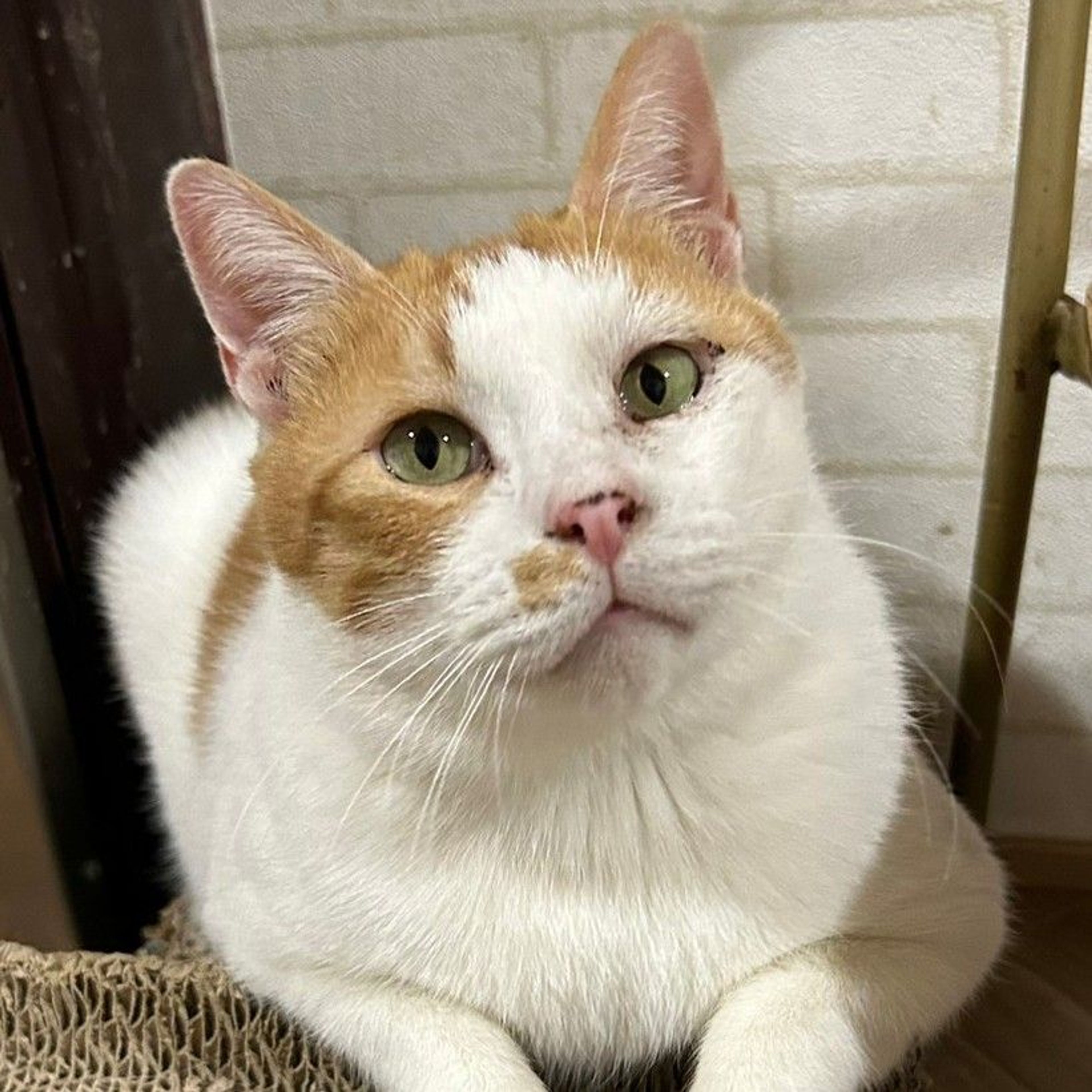 pet-image-5